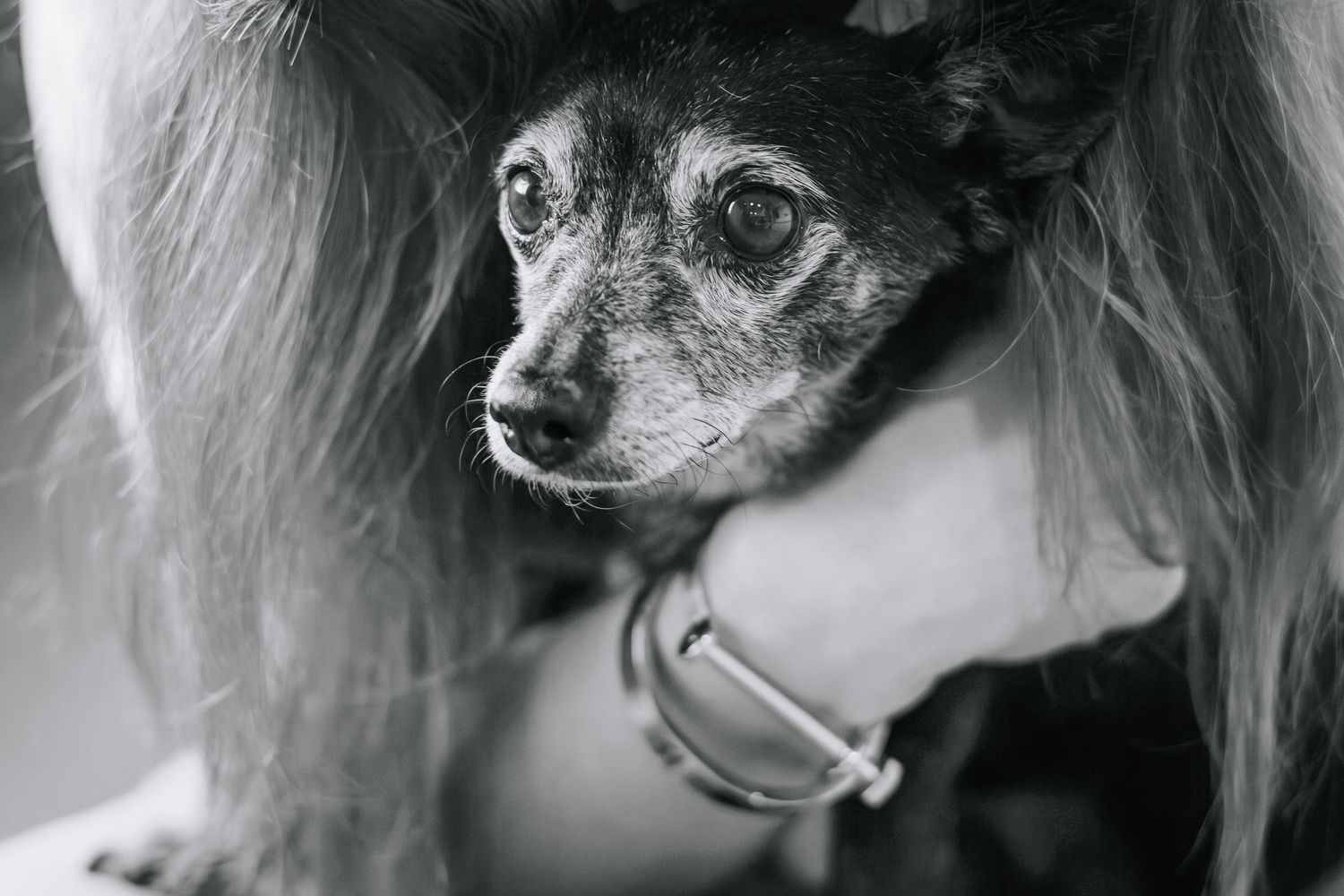 Black and white close-up portraits of a small dog with expressive eyes.