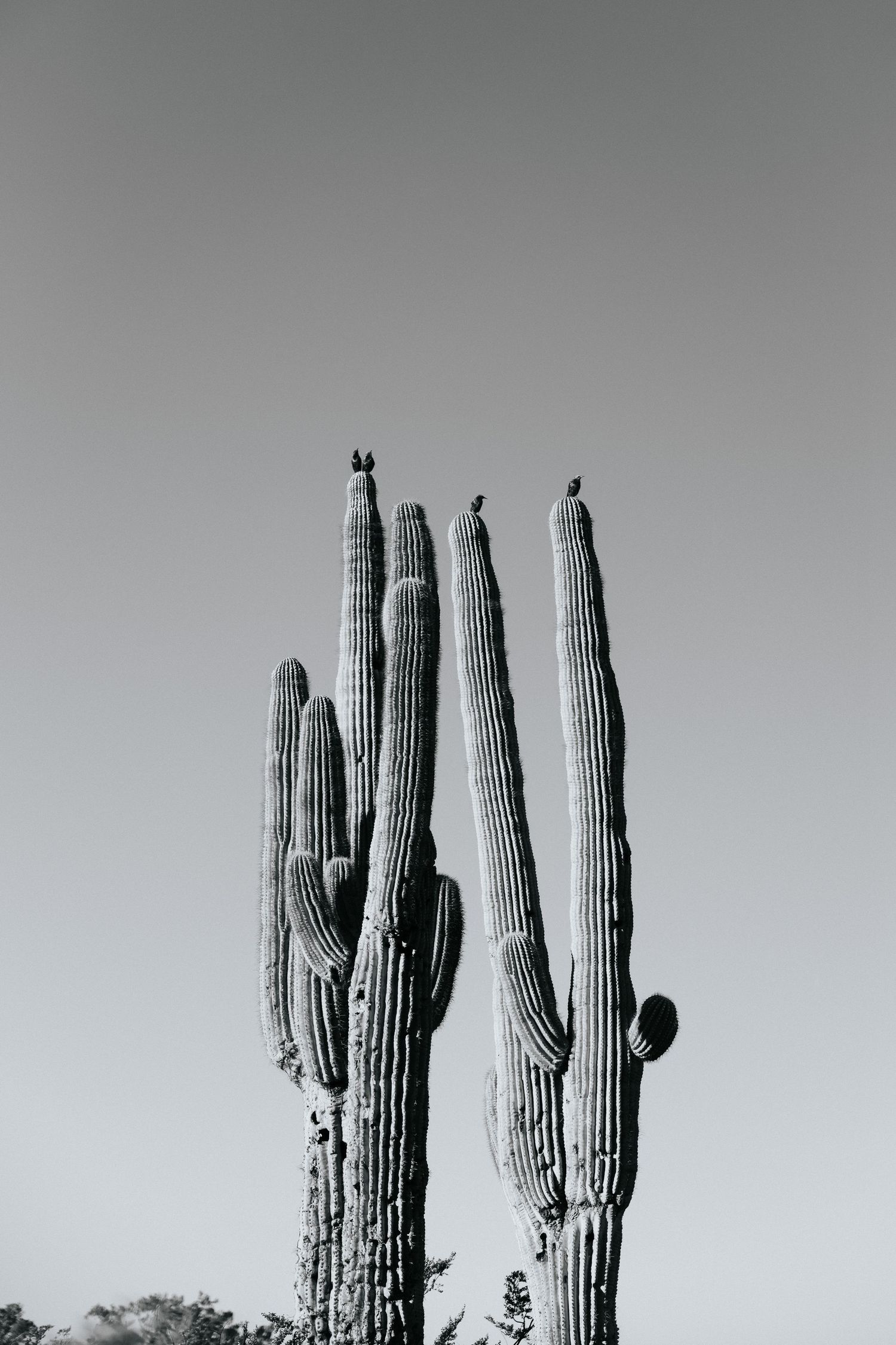 Black and white photograph of majestic saguaro cacti against desert sky.
