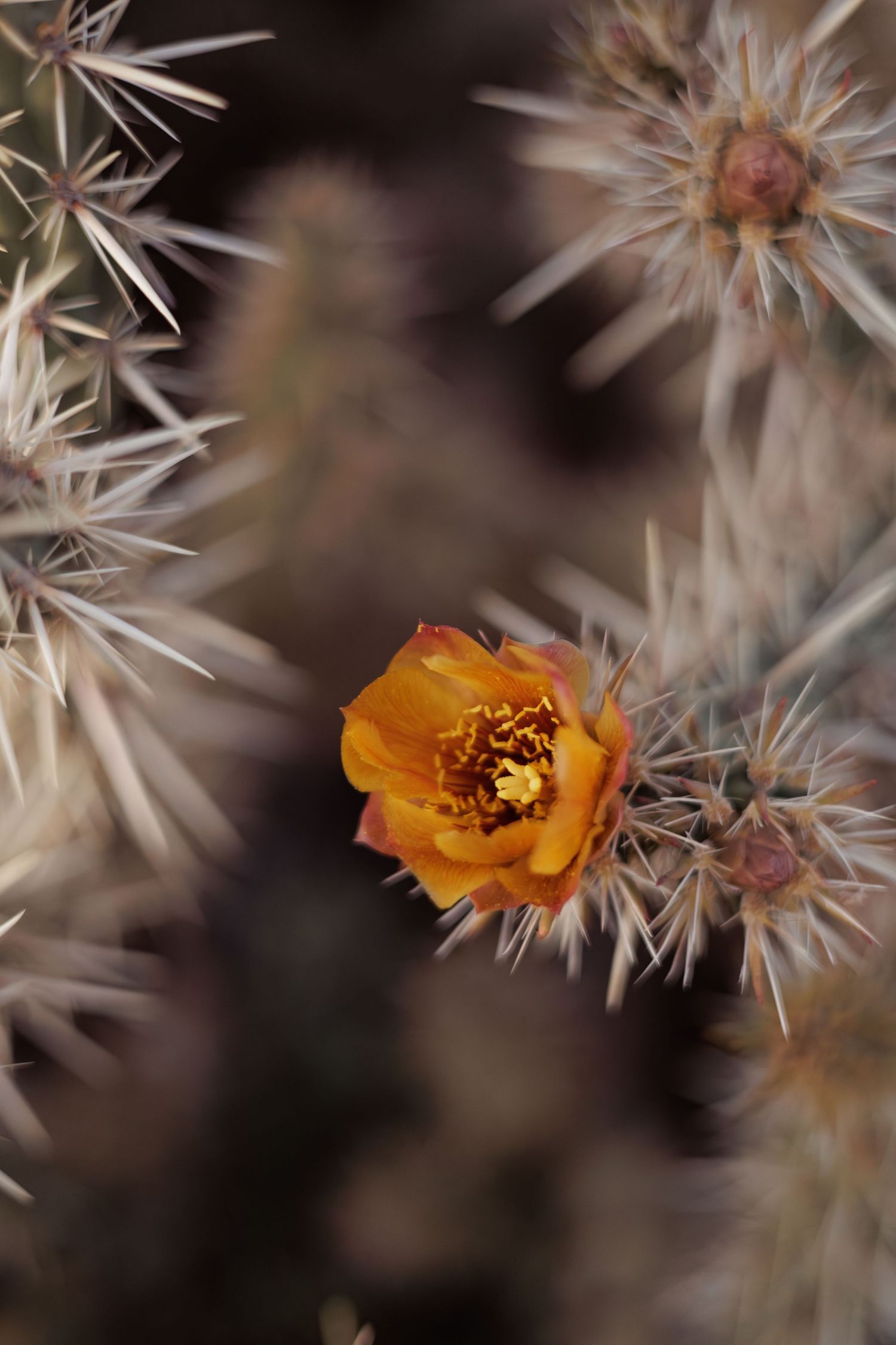 Close-up of an orange desert flower blooming among white thorny cactus spines.