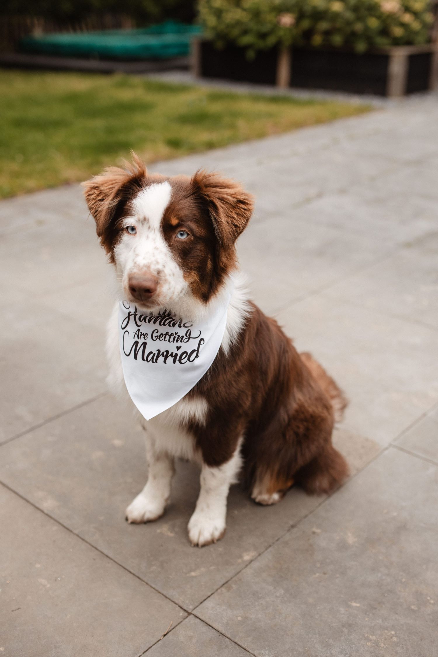 Australian shepherd dog wearing a white bandana with 'Mommy is getting married' text sitting on a path.