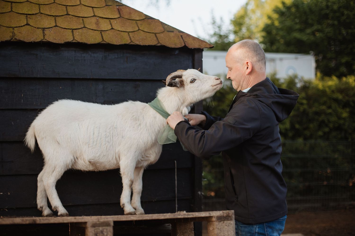 White goats being petted and fed in an outdoor farm setting.