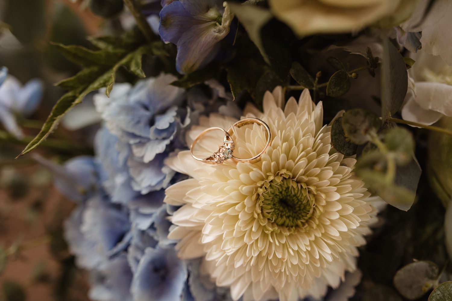 Wedding rings nestled on a cream-colored gerbera daisy with blue hydrangeas in background.