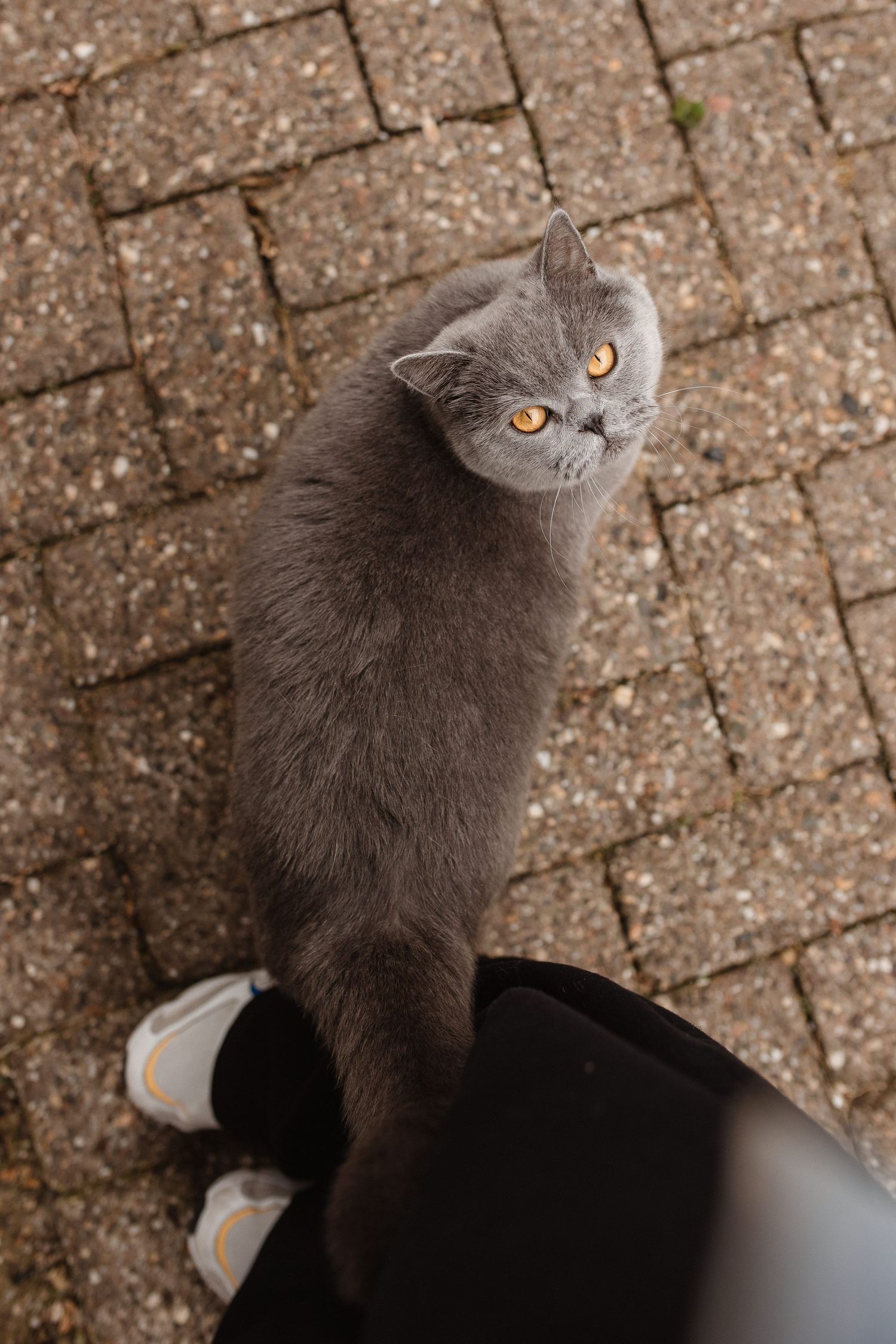 Grey British Shorthair cat looking up with bright orange eyes against brick pavement.