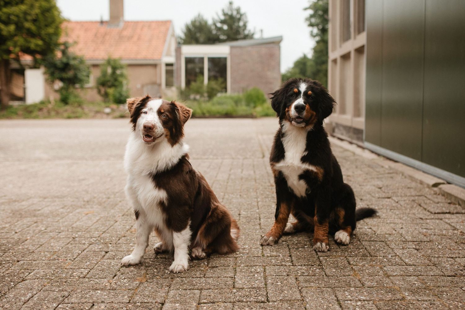 Two Australian Shepherd dogs sitting obediently on a brick patio outside a building.