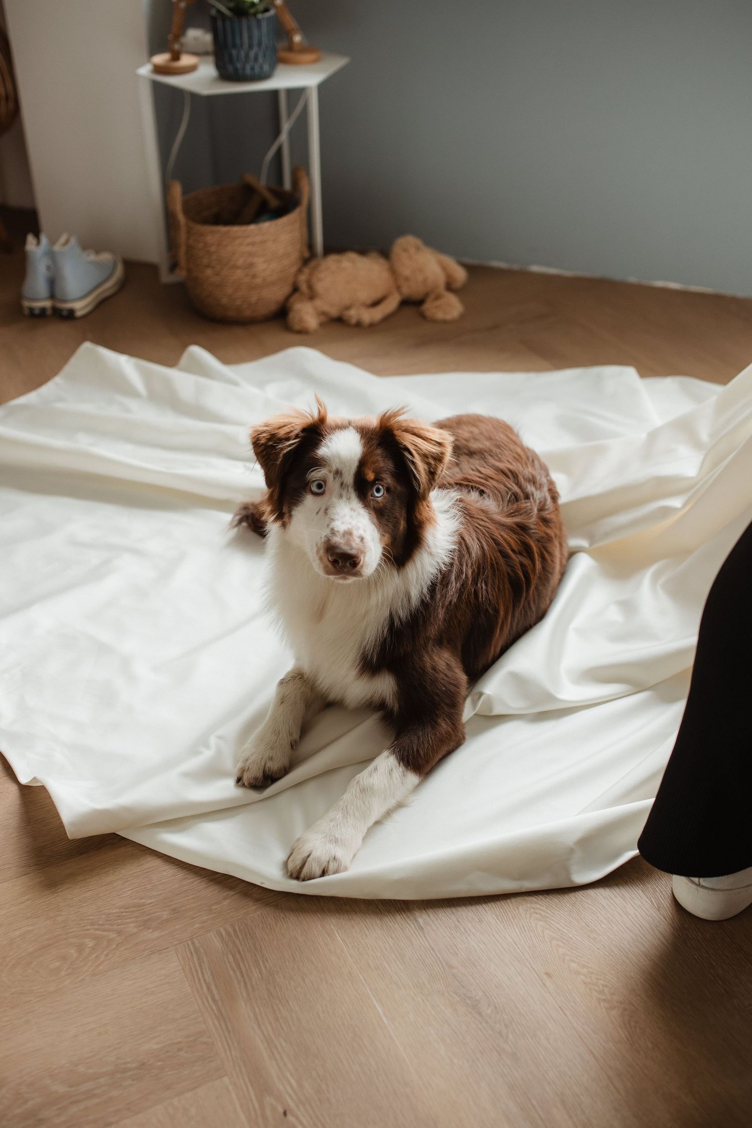 Australian shepherd dog resting on white fabric during wedding preparations.