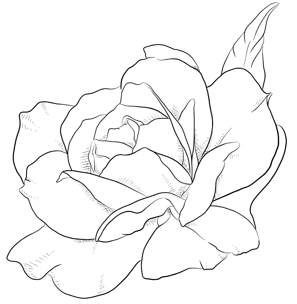 Minimalist line drawing of an open rose in full bloom.