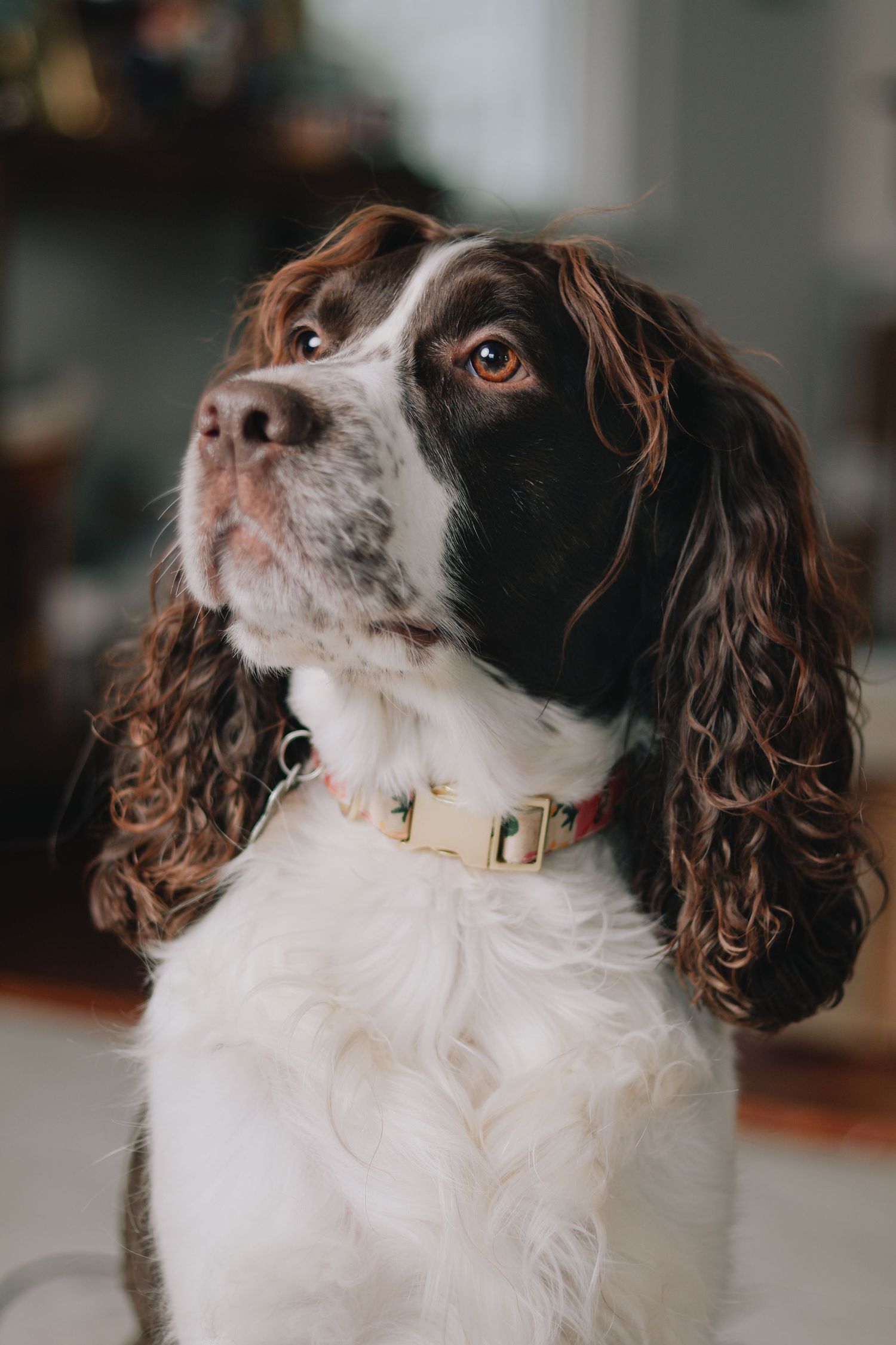 Portrait of a brown and white Springer Spaniel dog with long ears wearing a gold collar.
