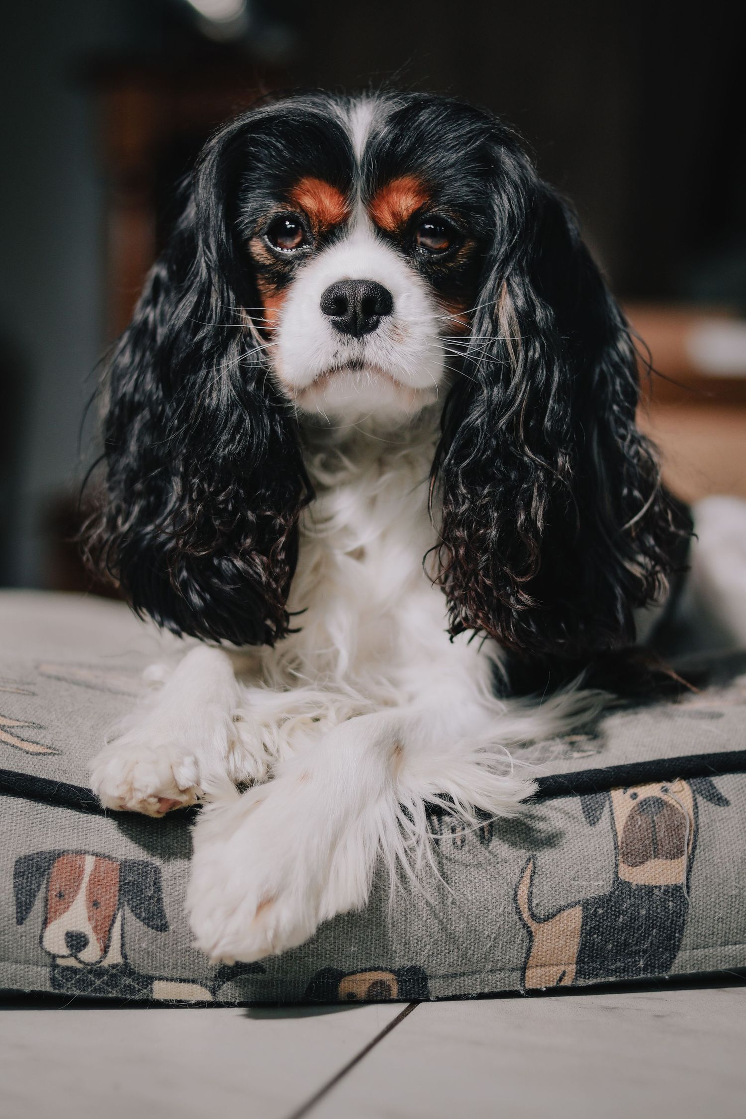 Cavalier King Charles Spaniel dog rests on patterned gray cushion.