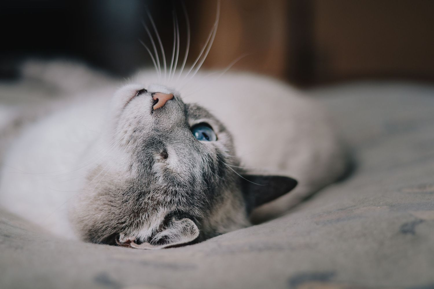 Close-up of a white cat with blue eyes lying on its side on gray bedding.