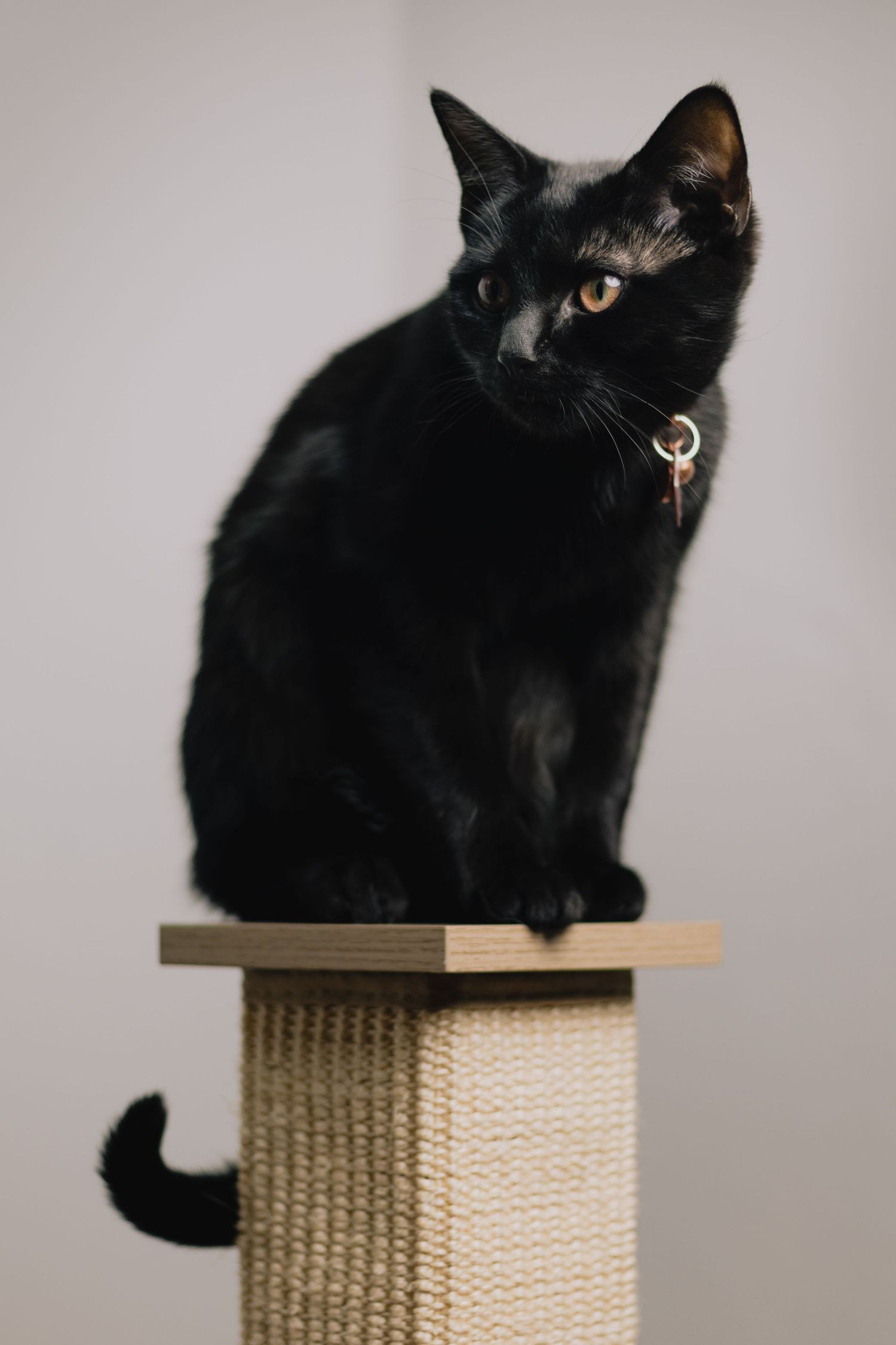 Black cat with golden eyes perches atop a woven scratching post.