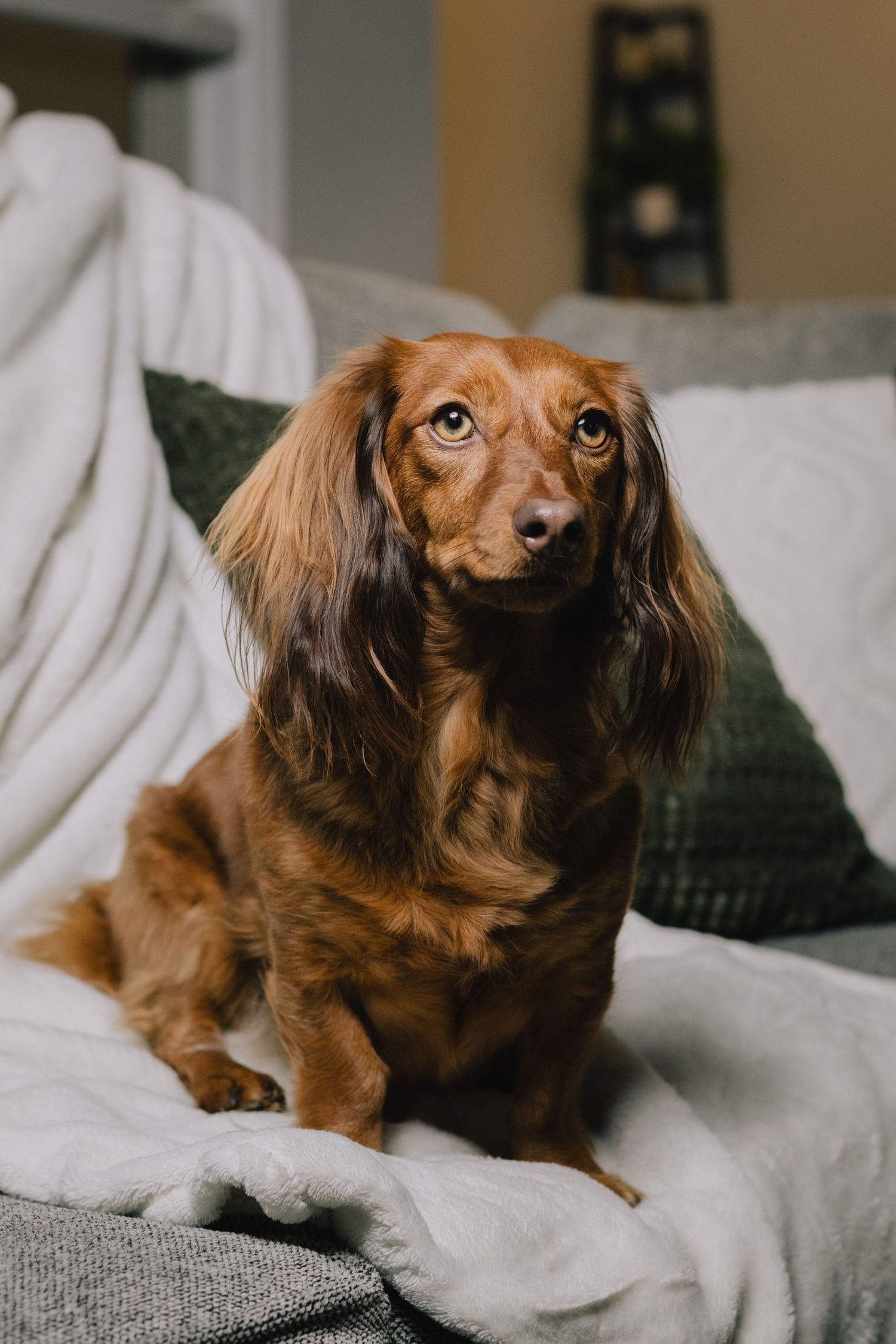 A long-haired dachshund with reddish-brown fur sits attentively on a gray couch with green pillows in the background.