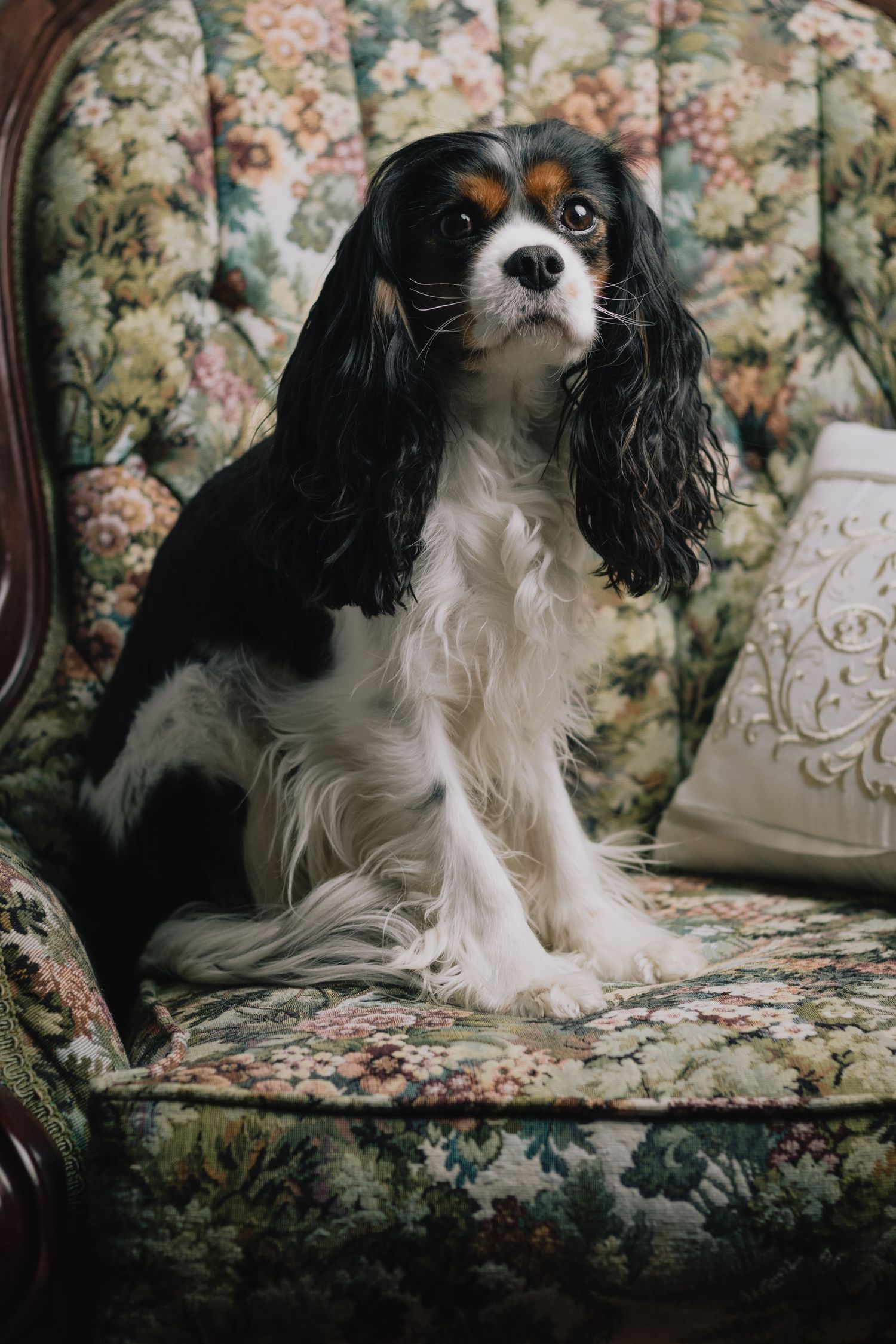 Cavalier King Charles Spaniel relaxes on floral patterned couch with decorative pillows.