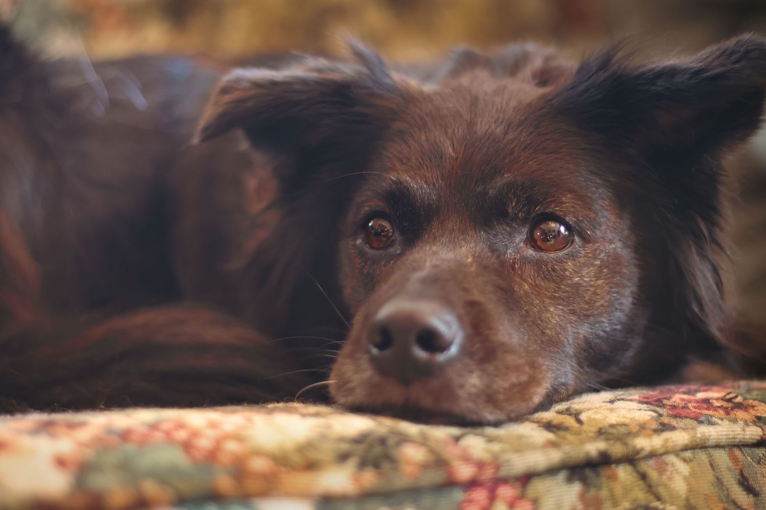 Brown dog resting with alert expression on patterned fabric.