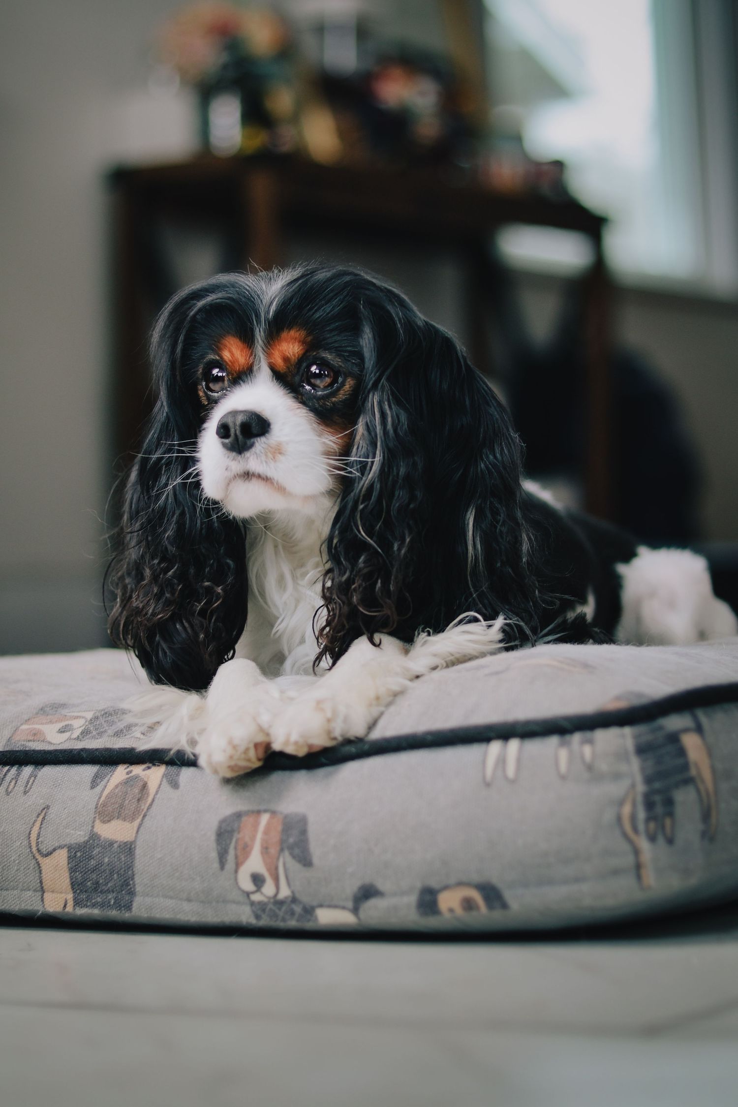 Cavalier King Charles Spaniel with black and white fur lounging on a gray cushion with dog print pattern.