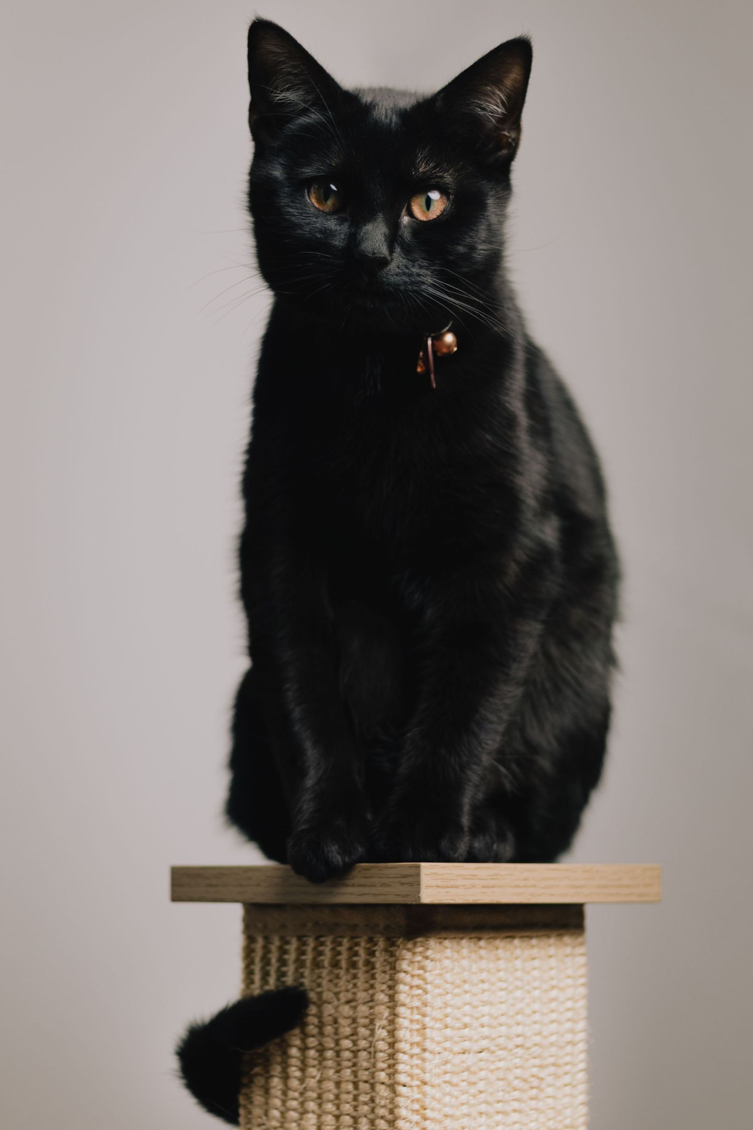 Black cat with amber eyes sits regally on scratching post against light background.
