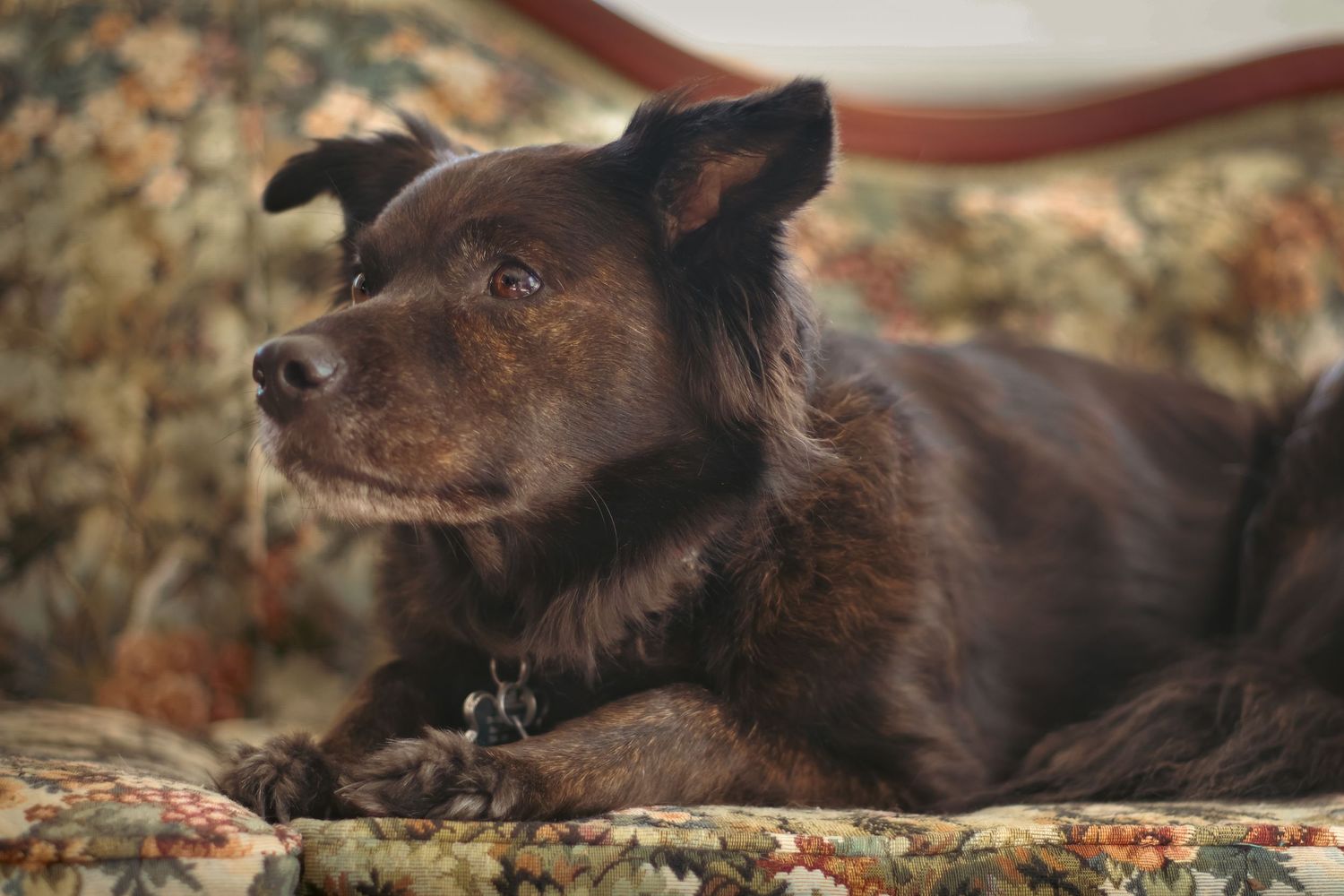 A brown mixed-breed dog with a thoughtful expression rests on a floral patterned sofa.