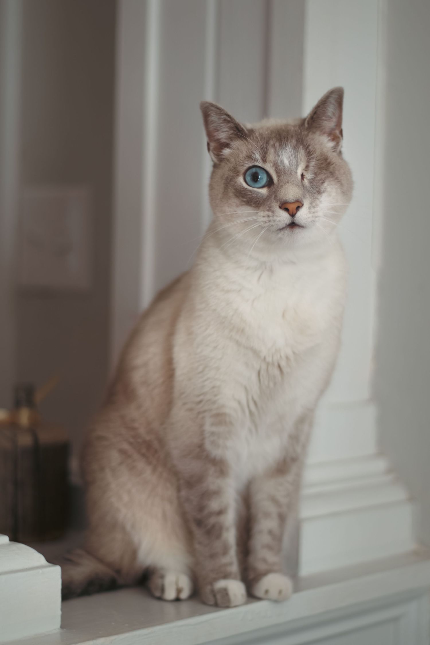 A white cat with a striking blue eye sits elegantly on a white windowsill.