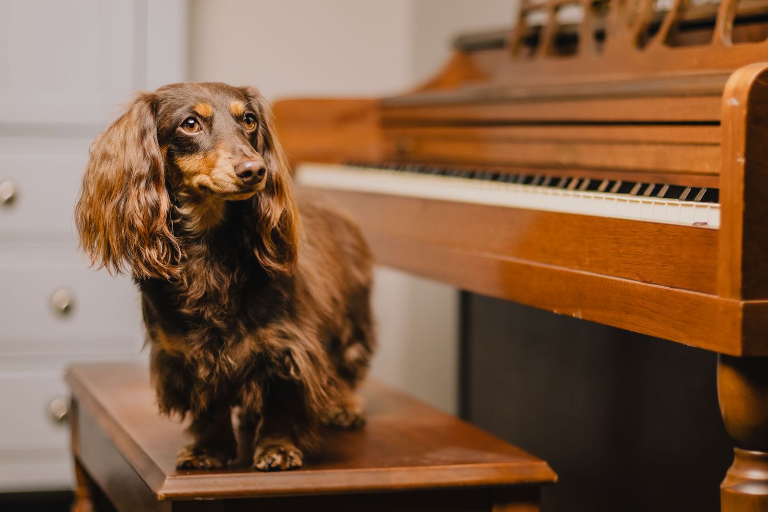 Long-haired dachshund puppy sits attentively near a wooden piano, creating a musical and adorable scene.