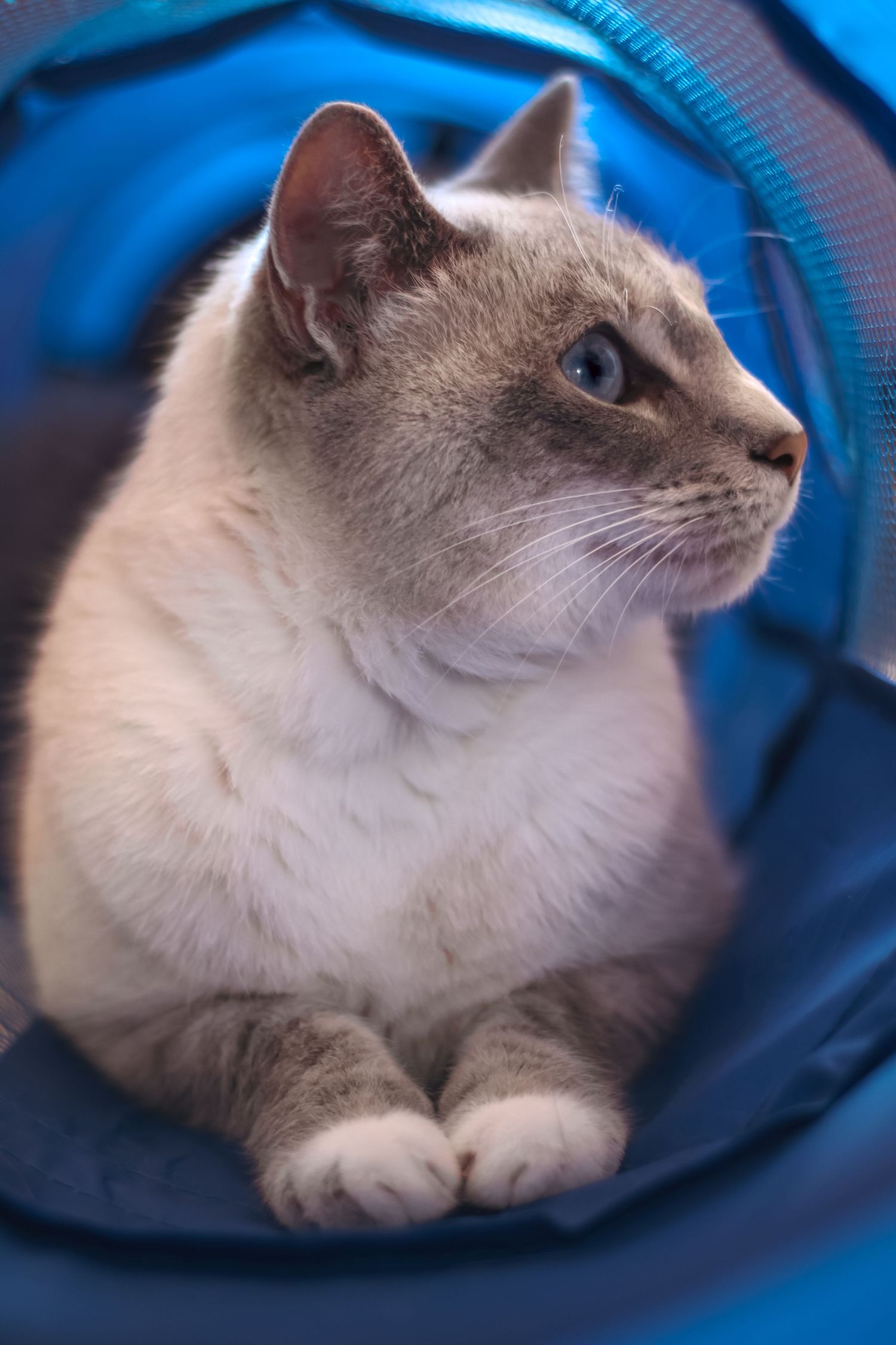 White cat resting inside a blue tunnel or cave-like structure.