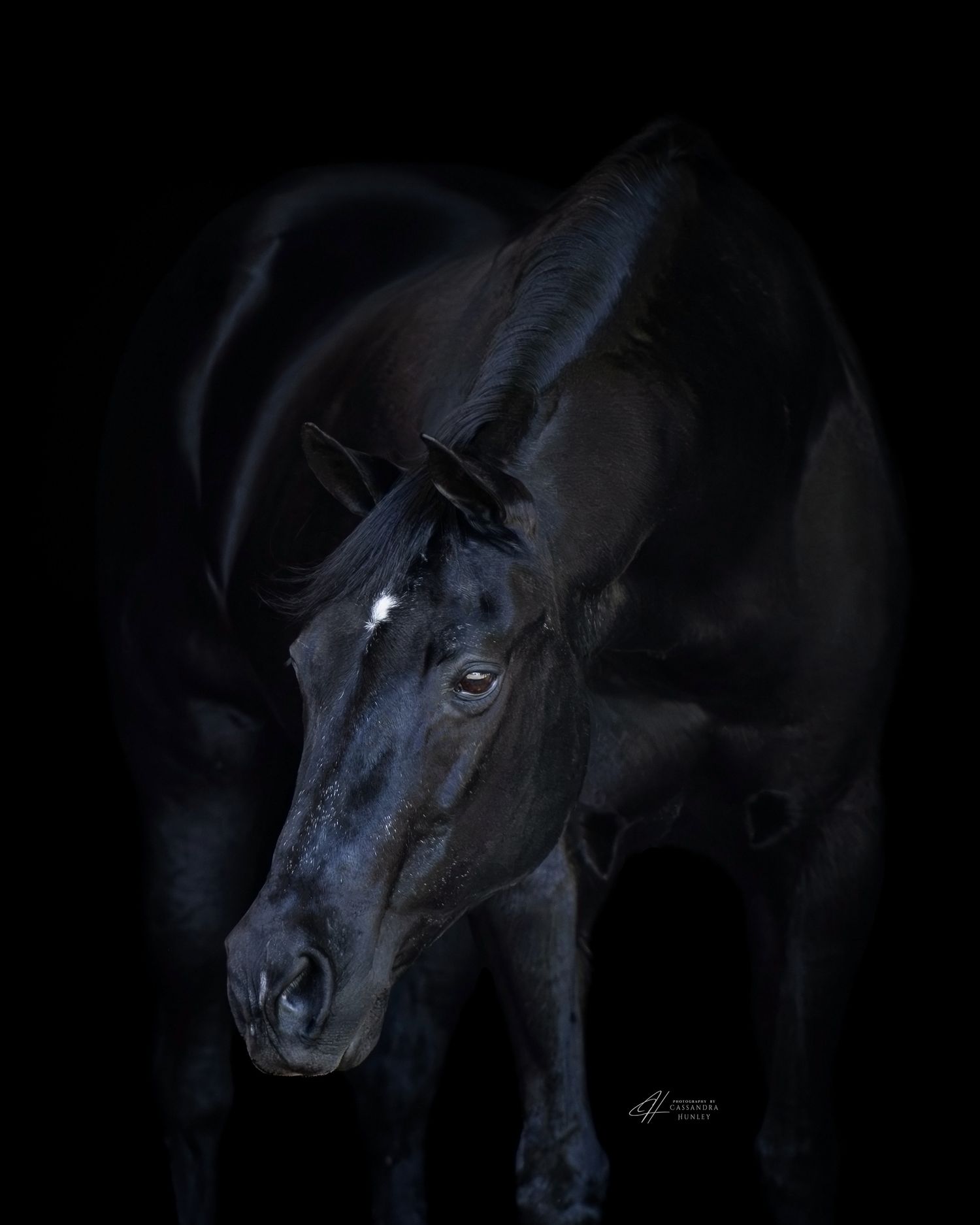 Black background portrait highlighting the expression and facial details of a black quarter horse.