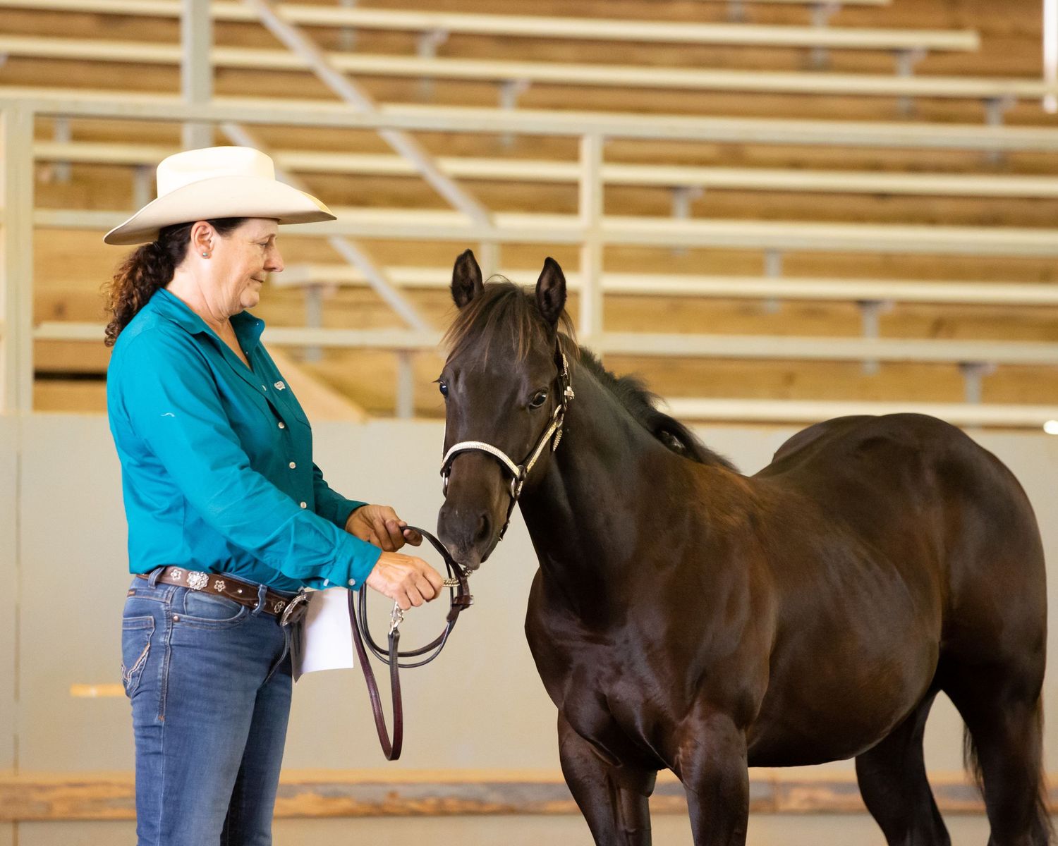 Sudie Fairall showing AQHA colt 'Saturday Night Live' in halter at Rebel Hearts Horse Show May 2026.