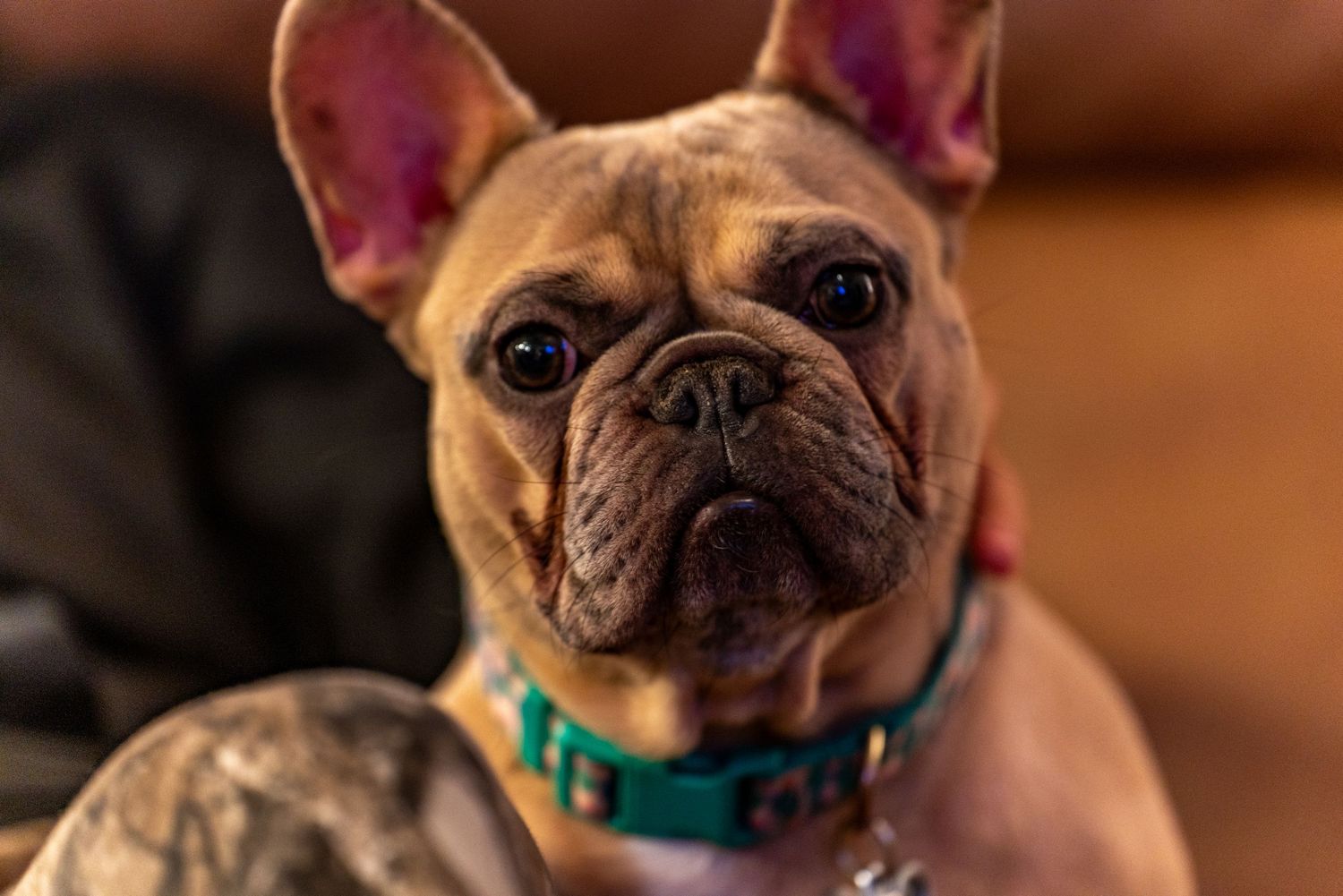 Close up profile of French Bulldog wearing bright teal collar in indoor setting.