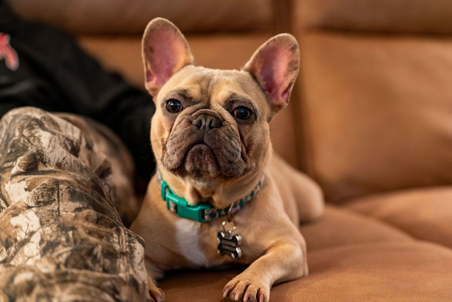 French Bulldogs with wrinkled faces lying close together on leather sofa.