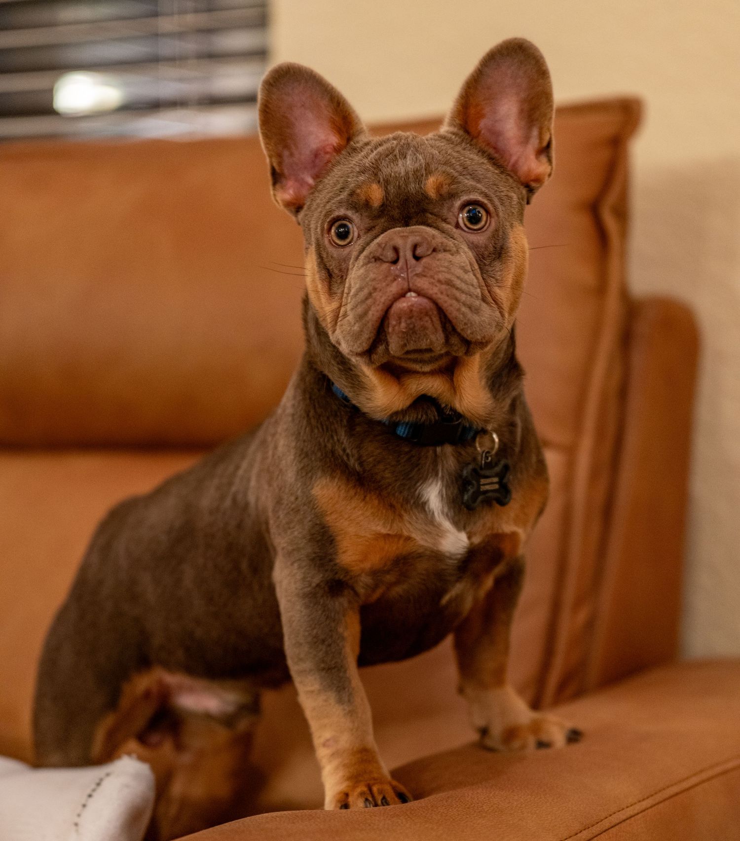 Side view of French Bulldog with characteristic wrinkles and black collar sitting on leather couch.