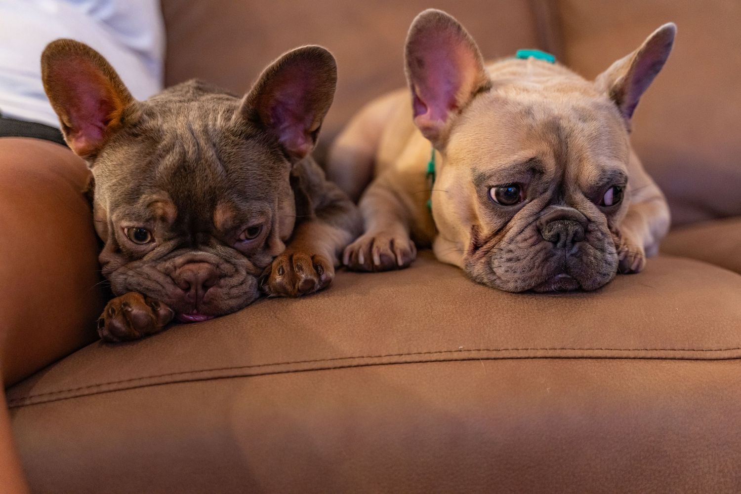 French Bulldog puppies resting together on brown leather couch.