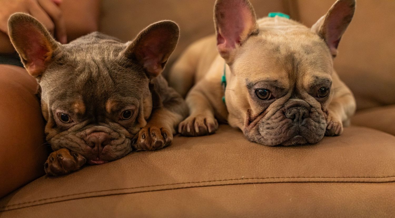 Group of French Bulldogs lounging on brown leather furniture.