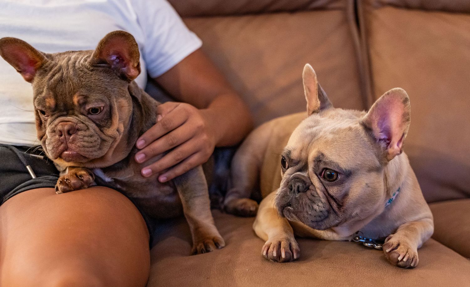 Several French Bulldogs relaxing on a comfortable brown couch.