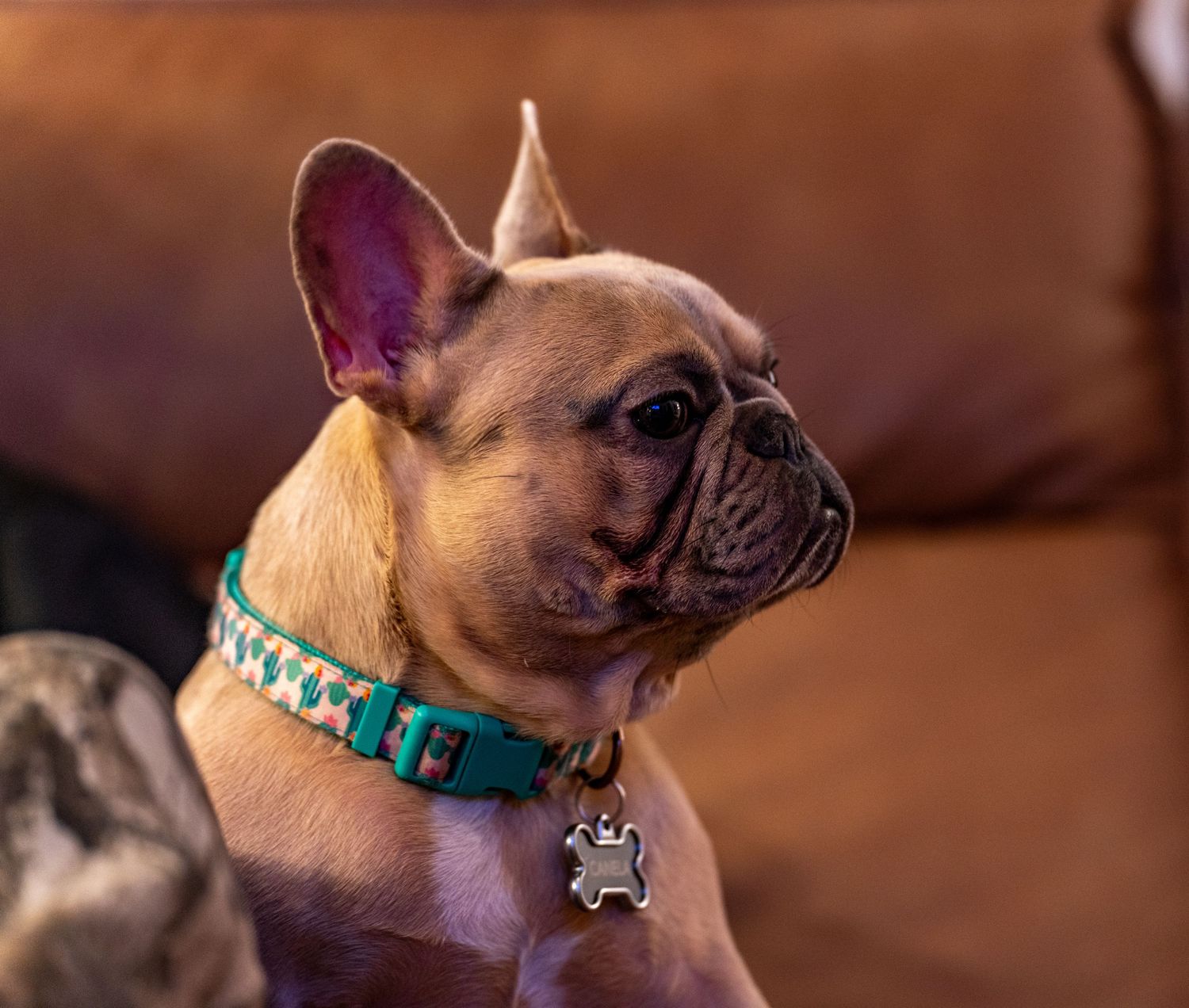 French Bulldog wearing turquoise collar with charm looking to the side in warm lighting.