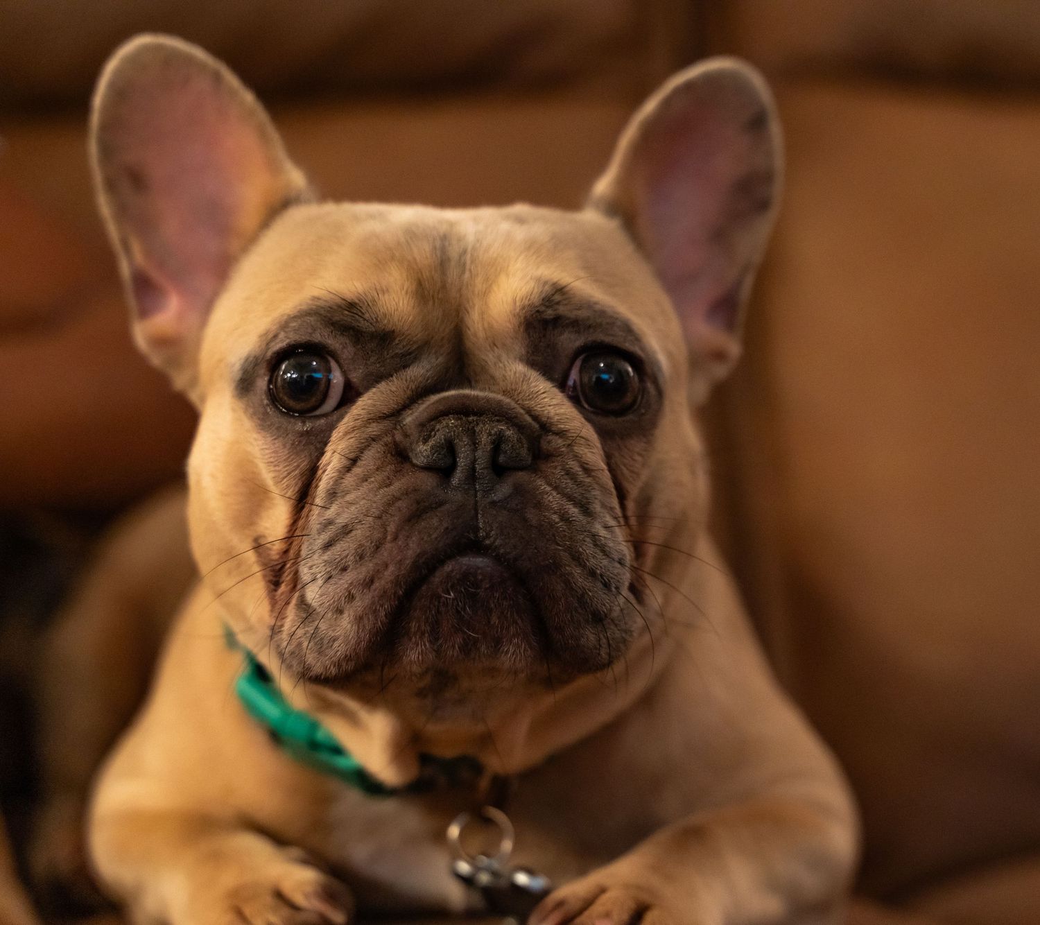 French Bulldog faces with wrinkled features shown in close up on leather couch.