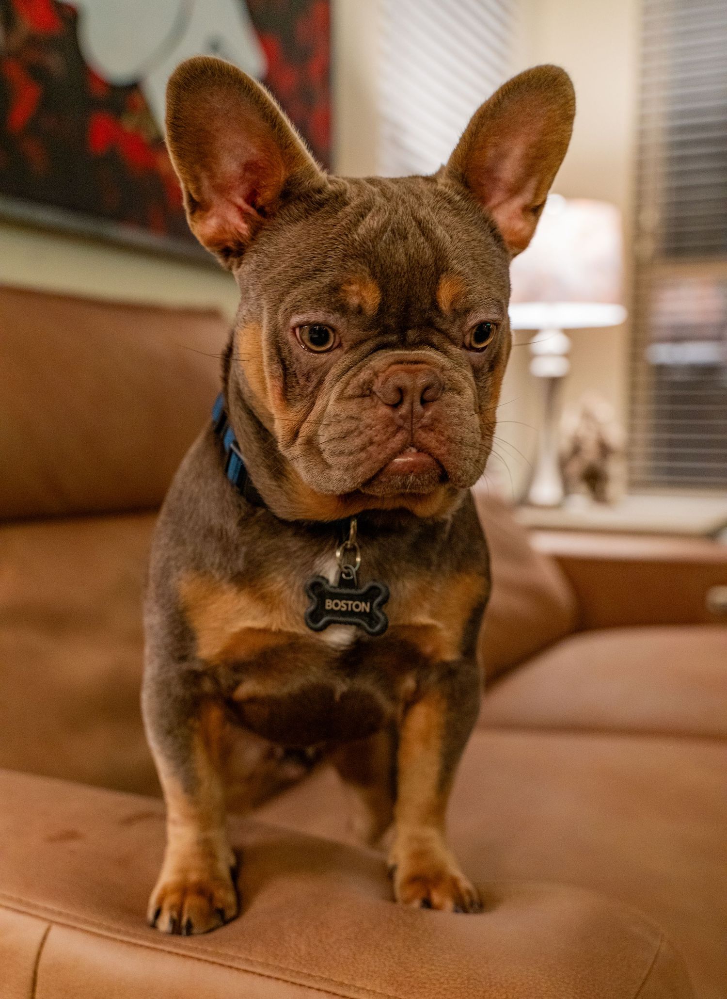 Close up of a French Bulldog's face showing distinctive bat ears and wrinkled features.