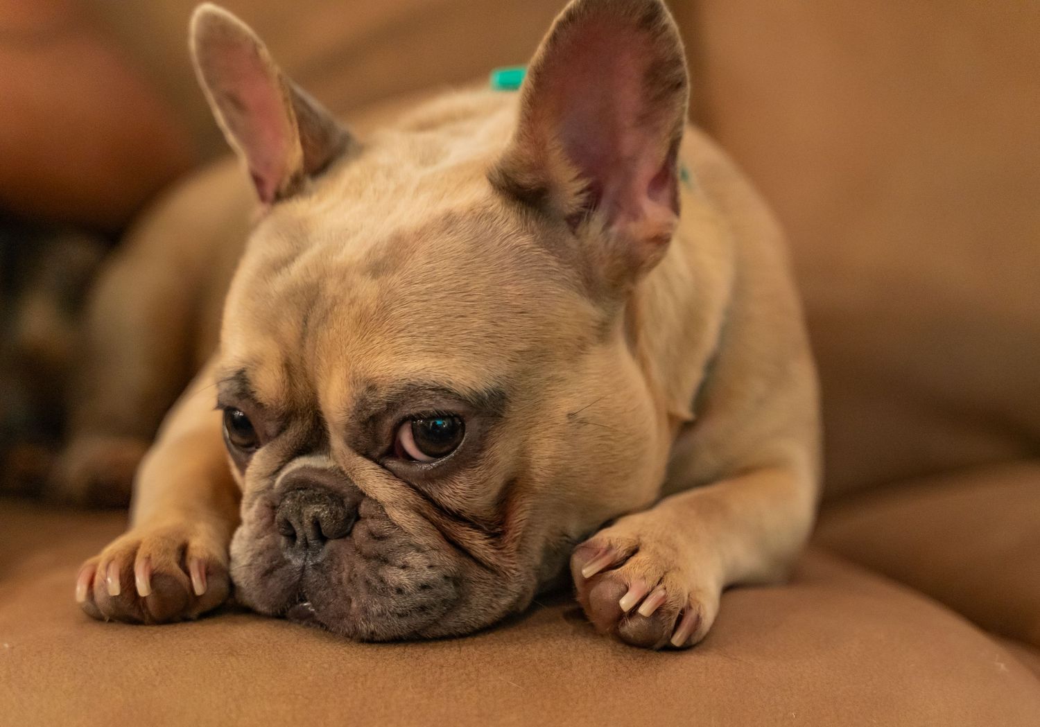 Close up of French Bulldogs with wrinkled faces resting on brown leather couch.