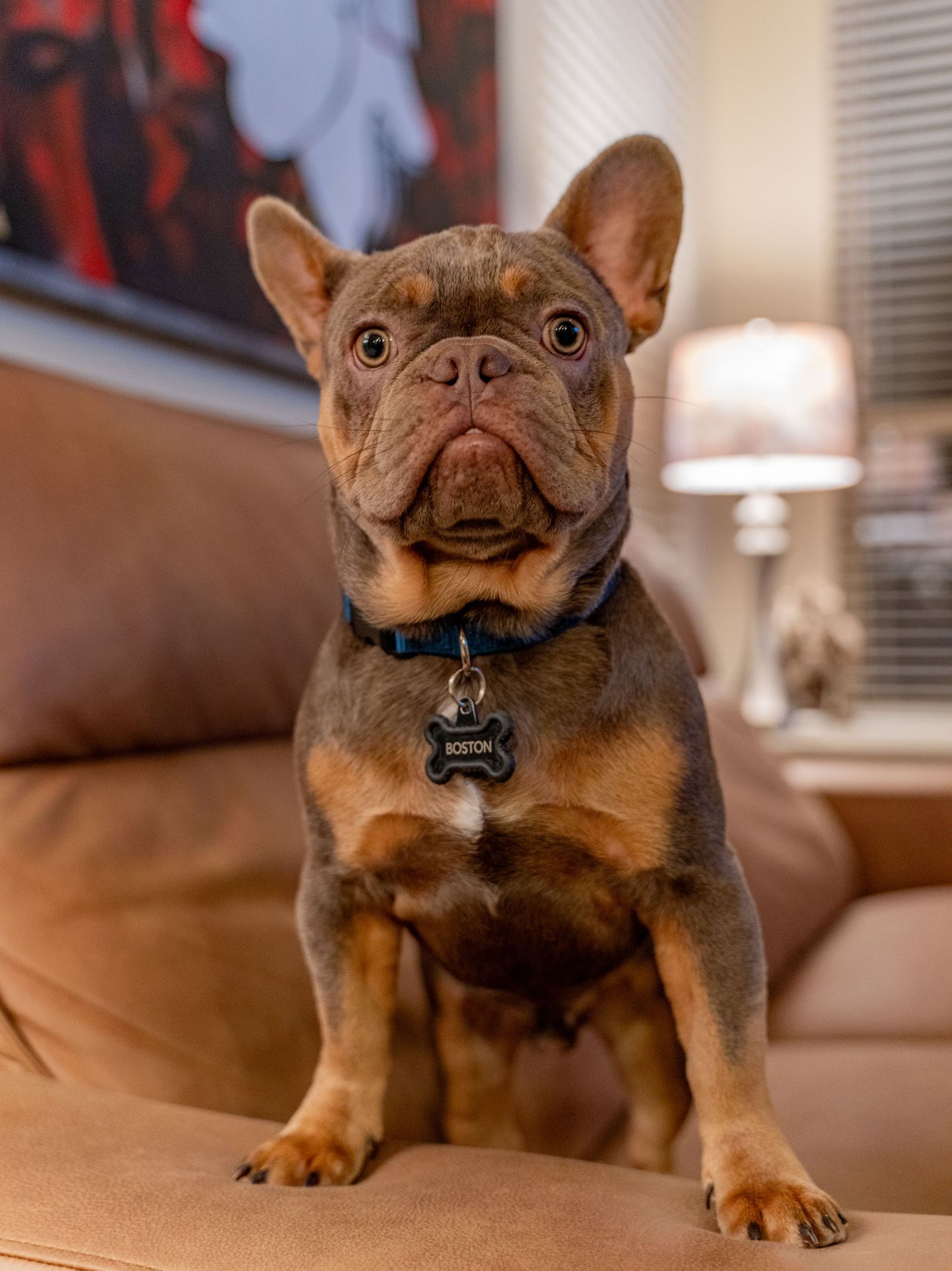 French Bulldog puppy with wrinkled face and bat ears sitting alertly on brown leather furniture.