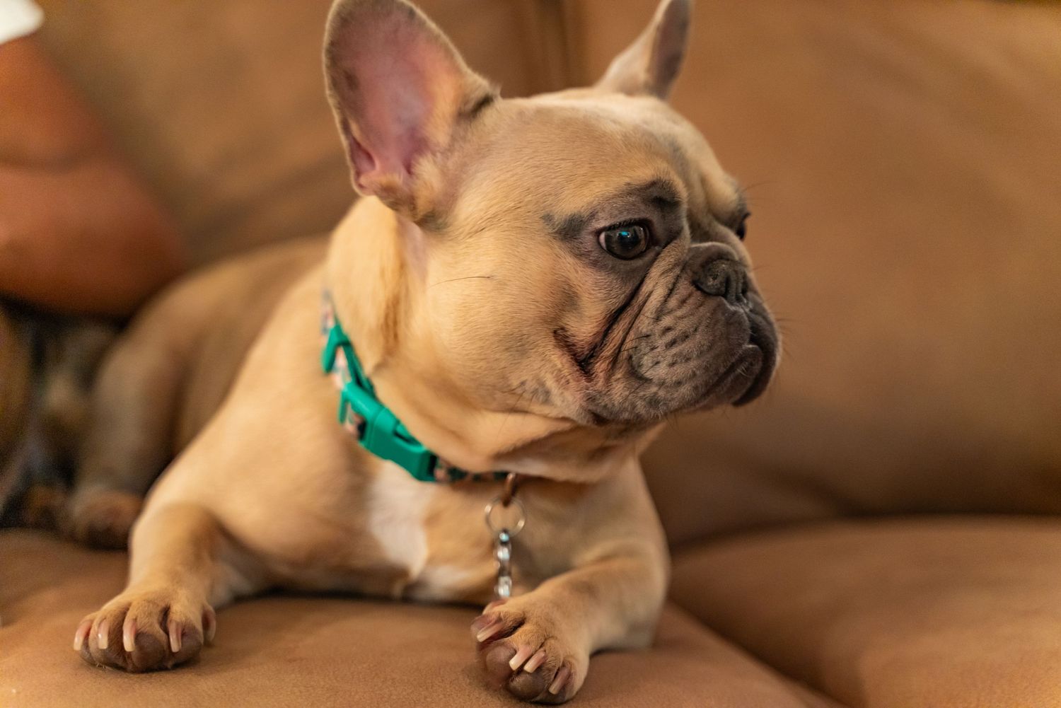 French Bulldogs wearing green collars lounging on brown leather sofa.