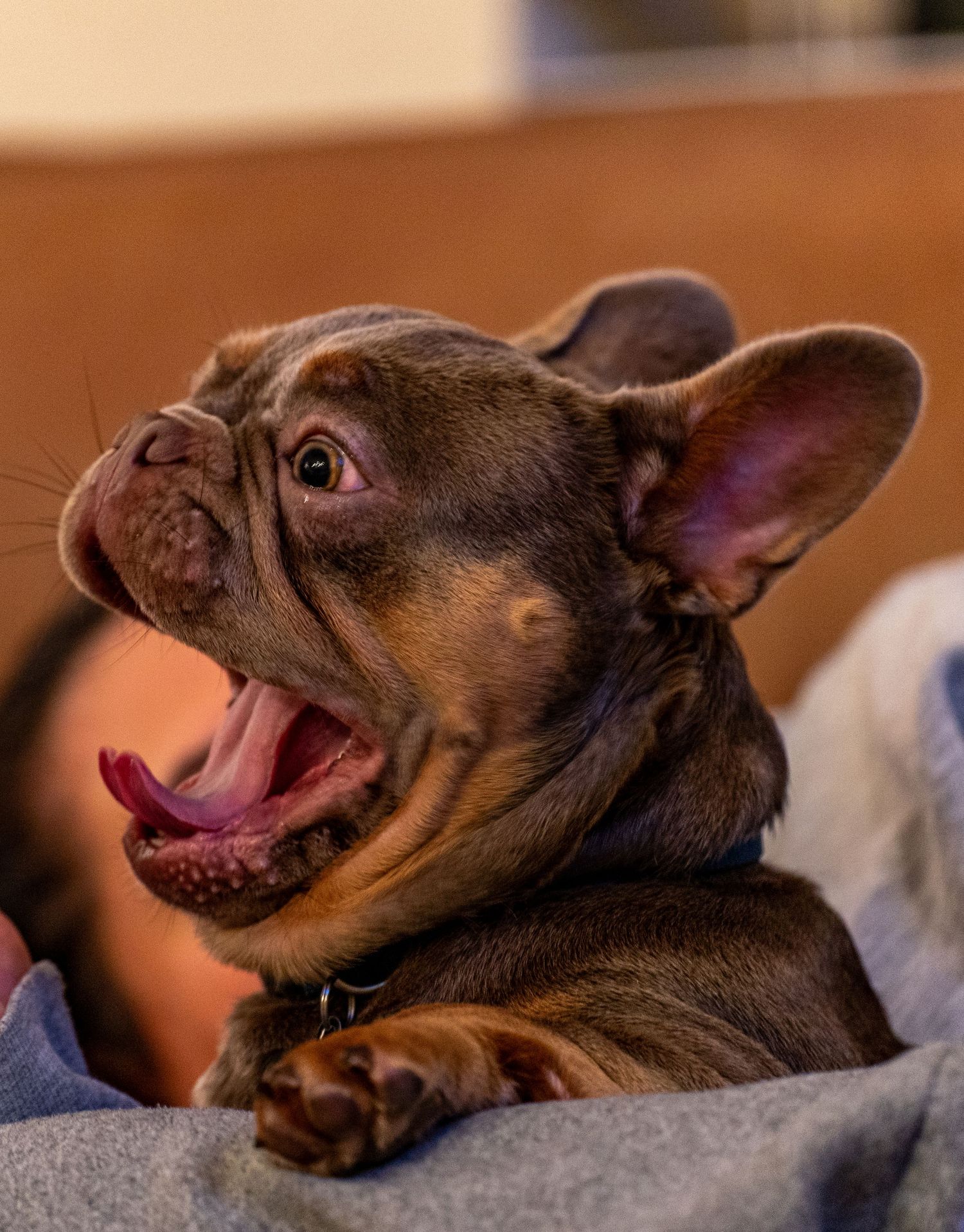 French Bulldog lying down with mouth open showing playful expression on gray blanket.