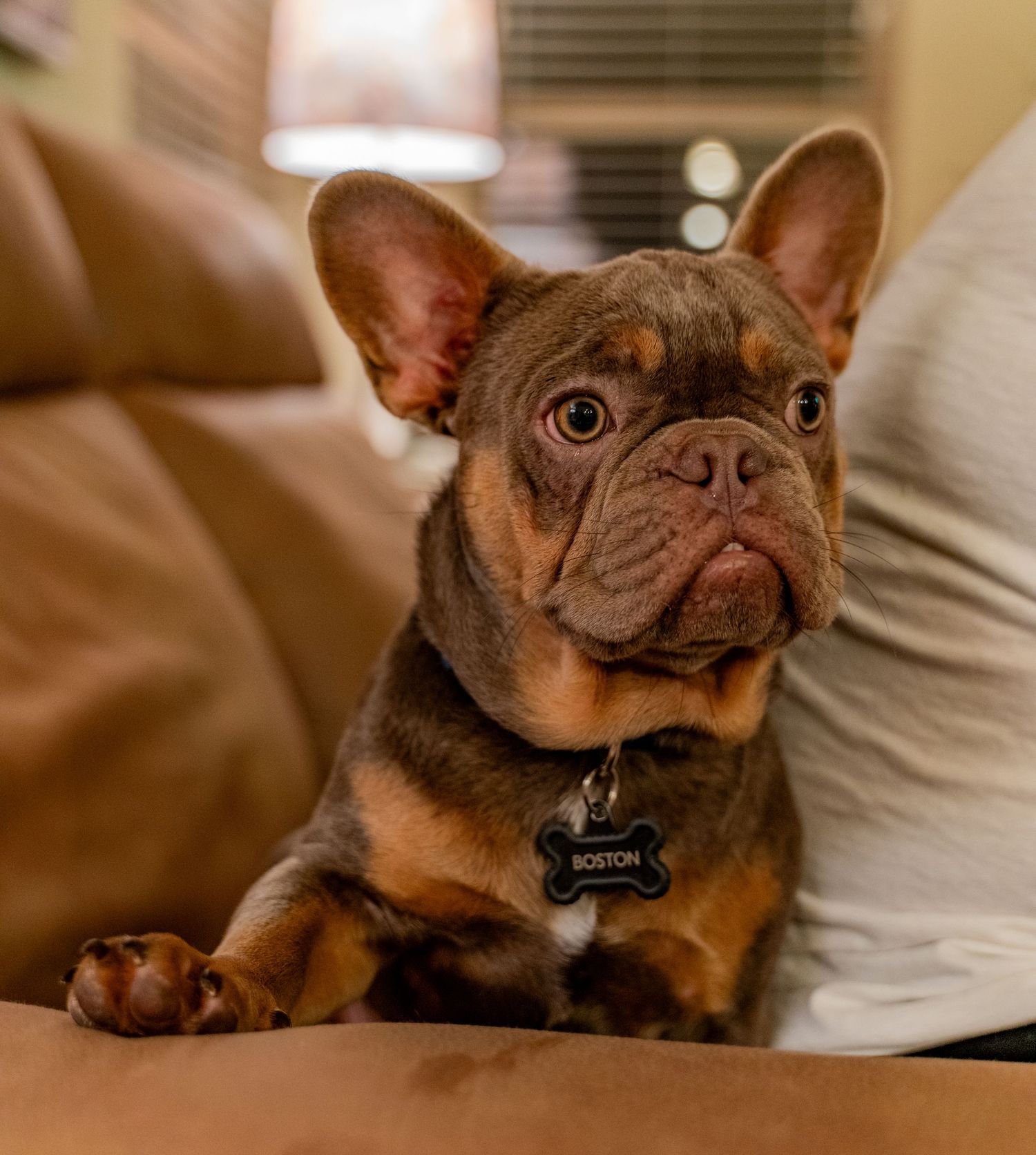 French Bulldog lounging on couch cushions with expressive eyes and wearing a collar.