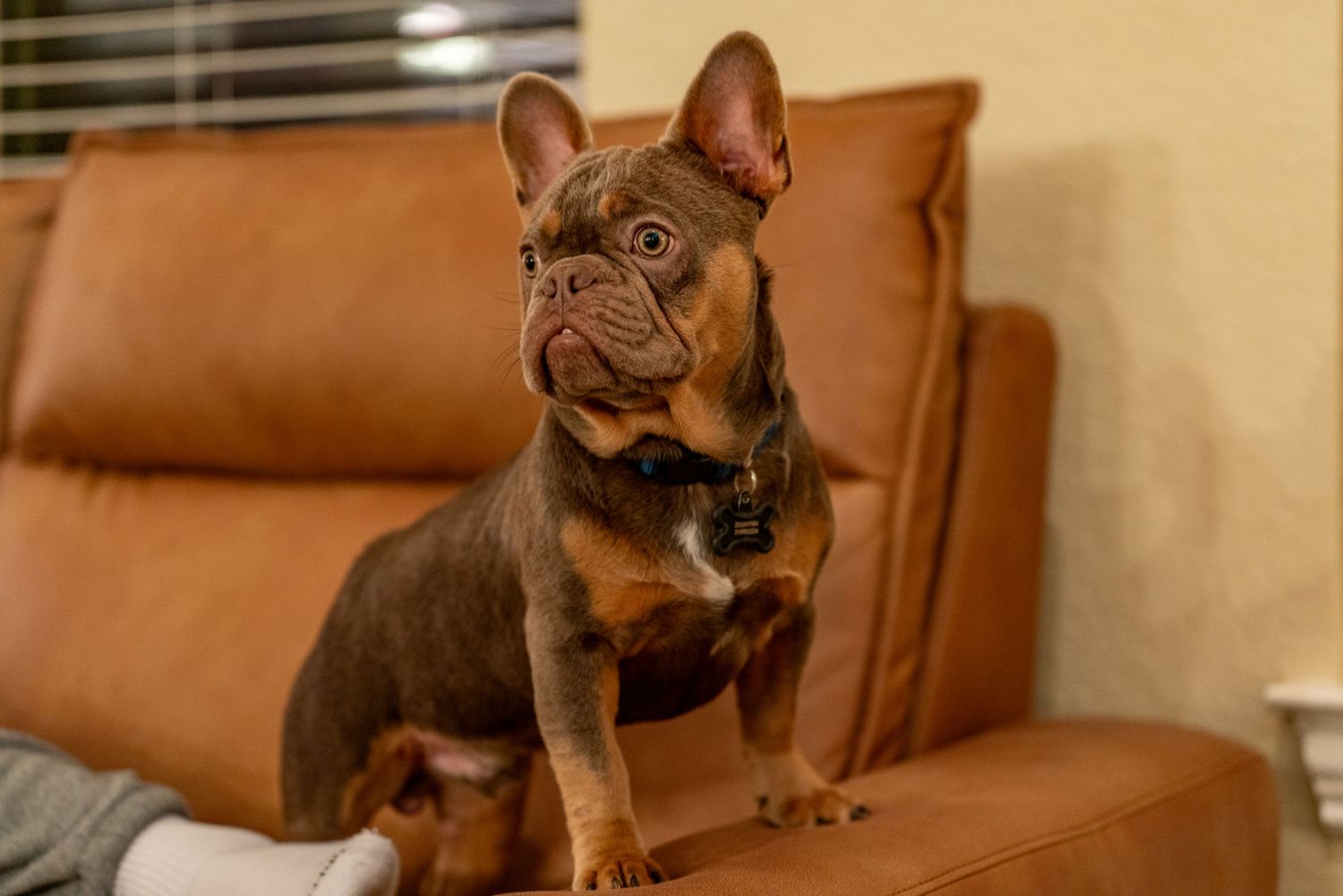 French Bulldog resting on tan leather sofa with window blinds visible in background.