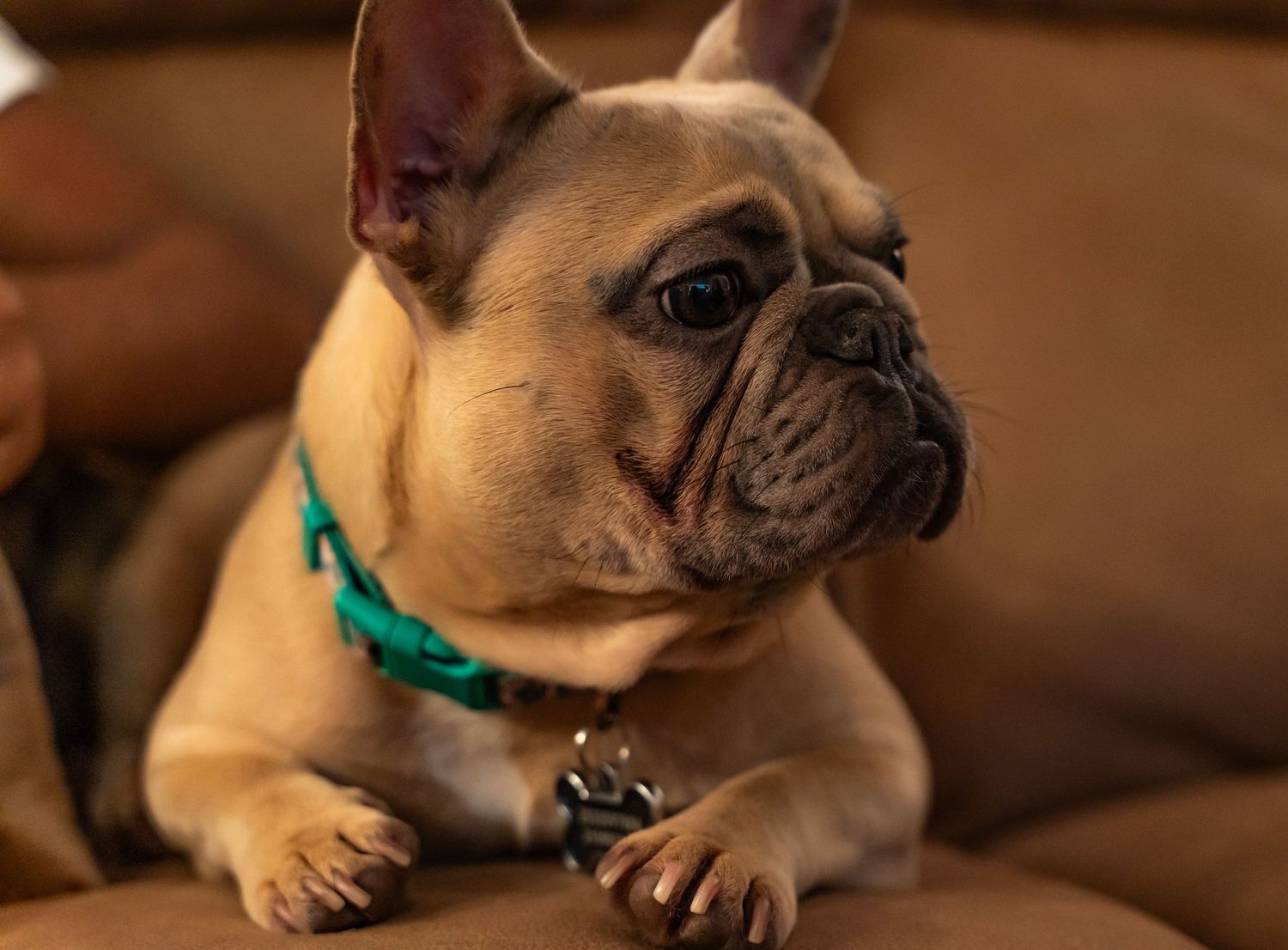 Close up profile of French Bulldogs resting on leather couch.