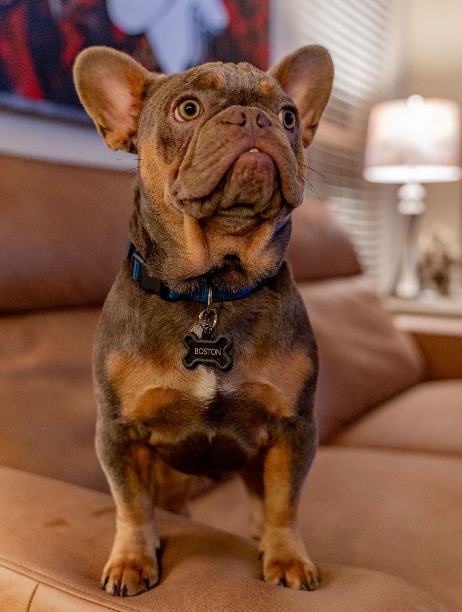 French Bulldog with wrinkled face sitting on a brown leather couch in warm indoor lighting.