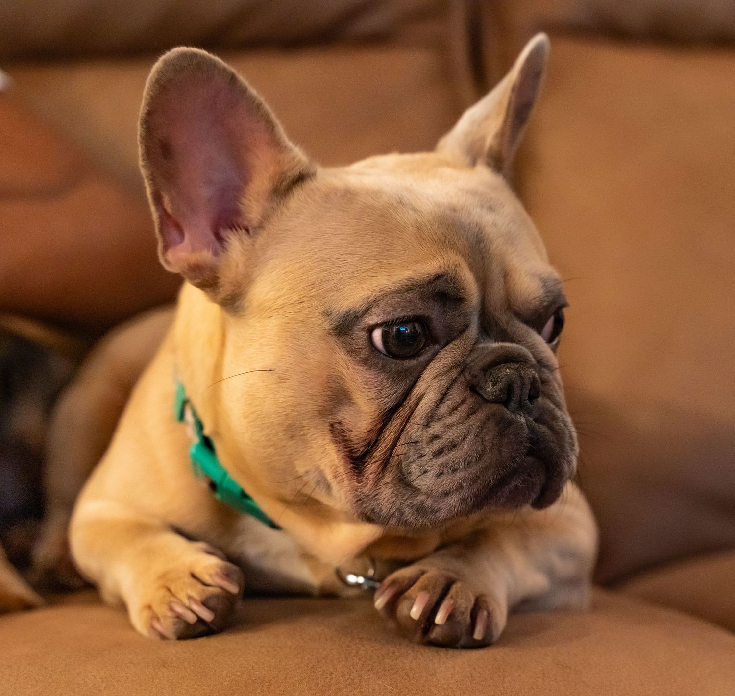French Bulldogs with distinctive wrinkled faces relaxing on brown leather furniture.