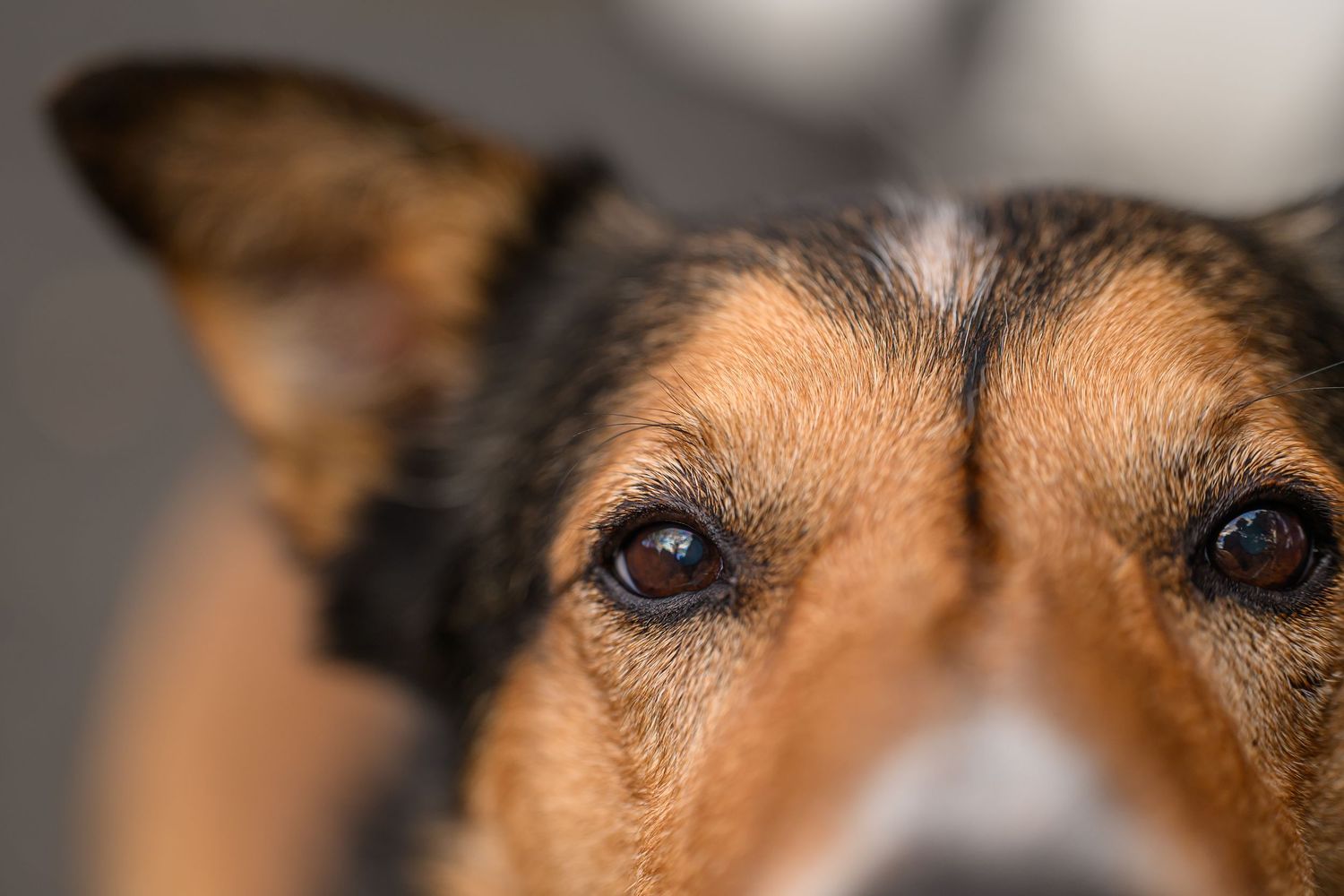 Close up eyes, farm dog