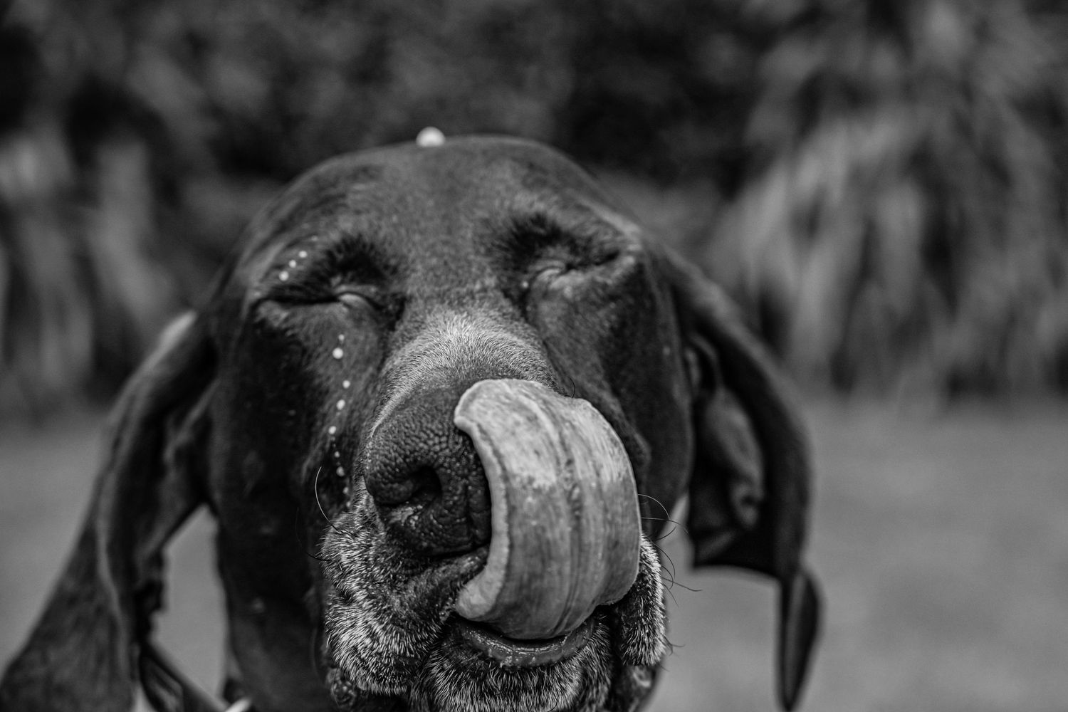 Bec Scerri photography,  Hawke's Bay New Zealand ,  dog, black and white, close up