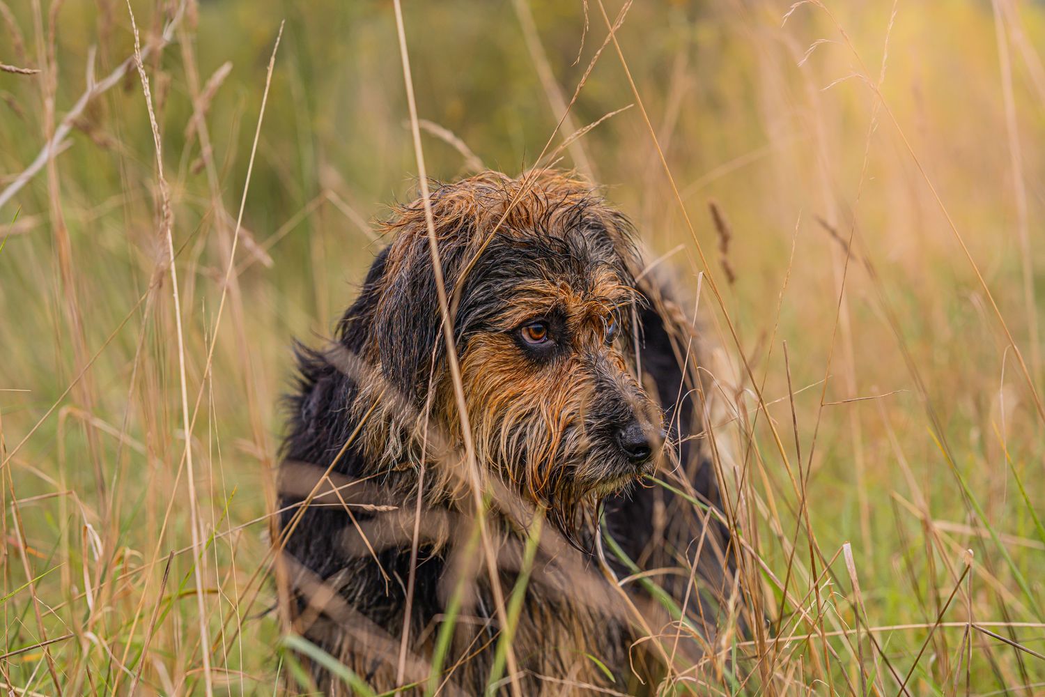 close up dog, shaggy, Bec Scerri photography,  Hawke's Bay New Zealand