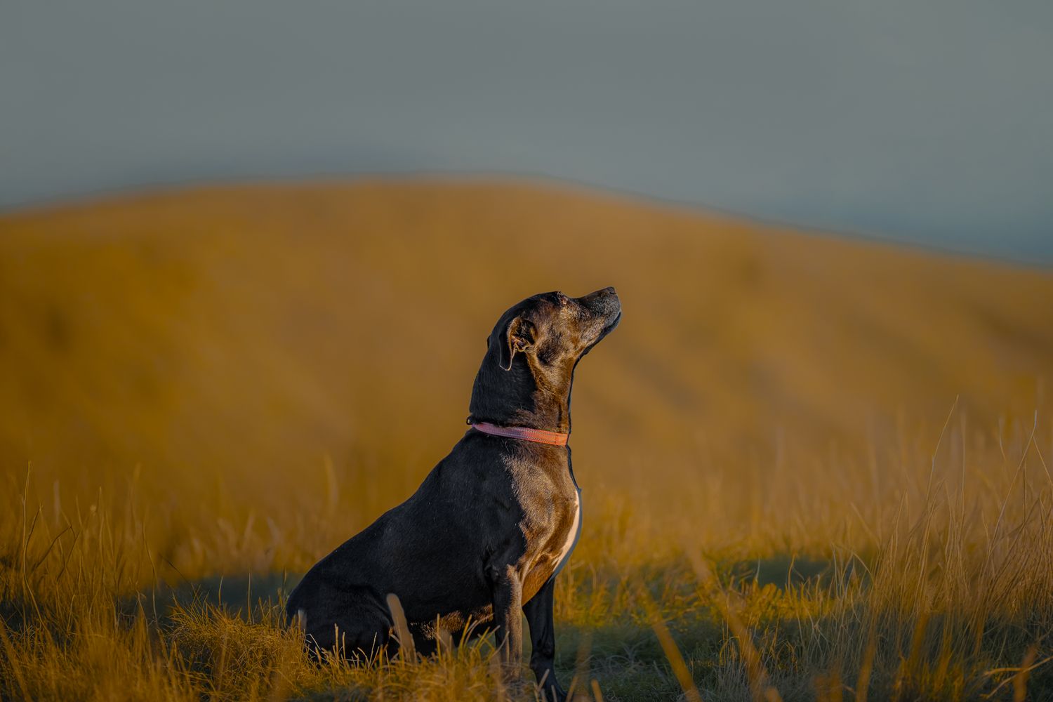 sunset te mata peak, dog and their owner, Hawke's Bay New zealand