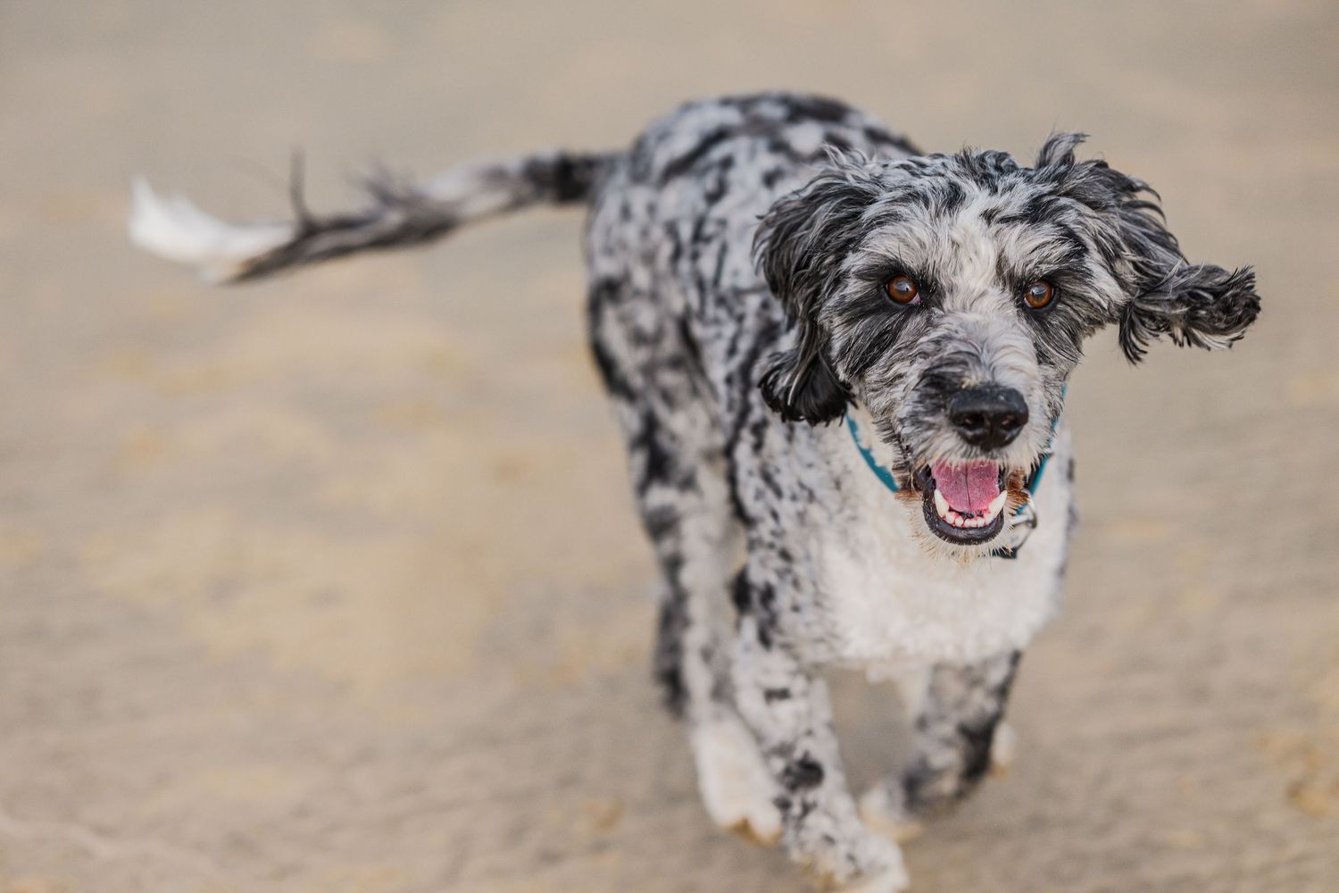 Bec Scerri photography,  Hawke's Bay New Zealand ,  dog, close up, owner, love, beach