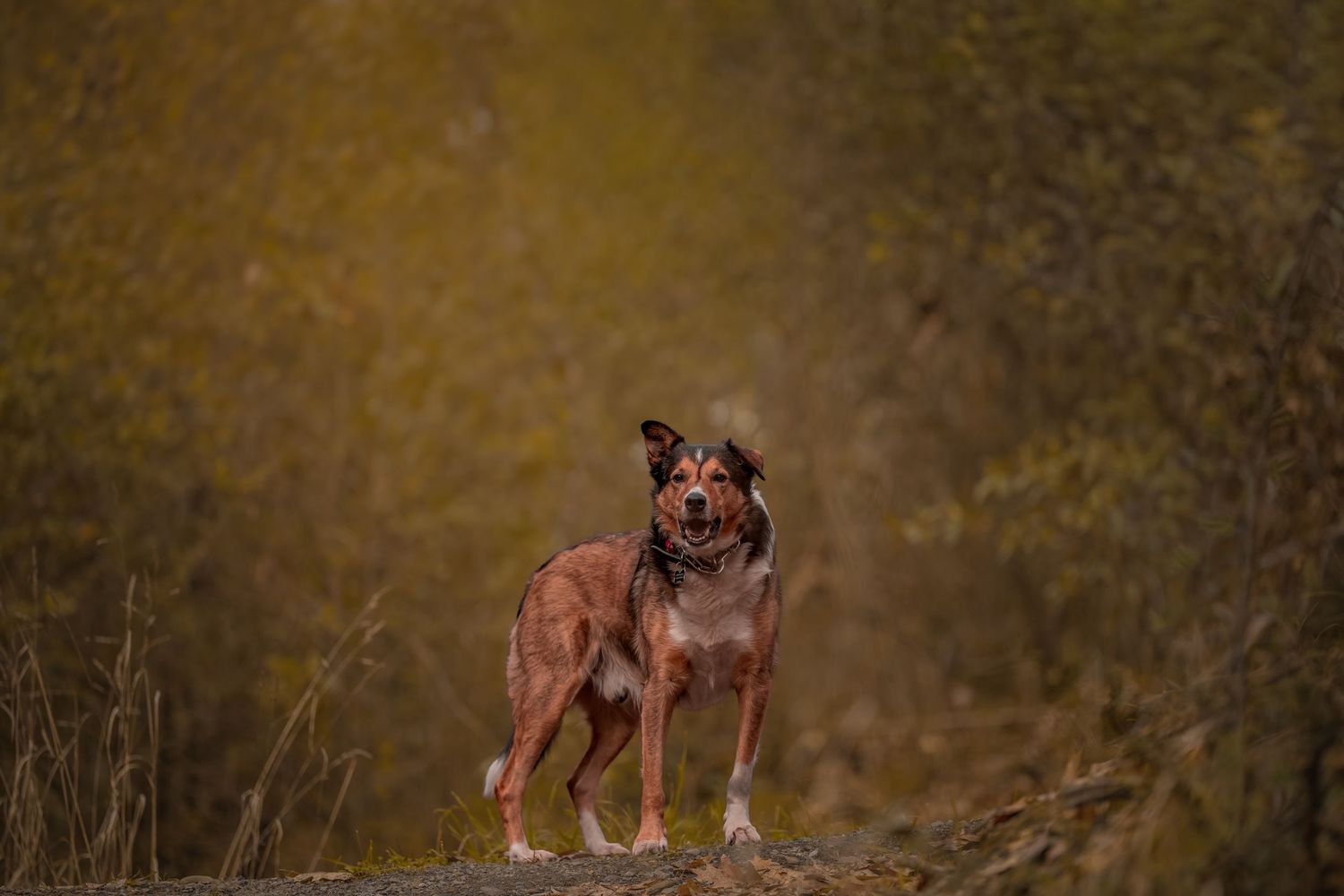 Farm dog, senior, Keirunga Gardens, Hawke's Bay New zealand