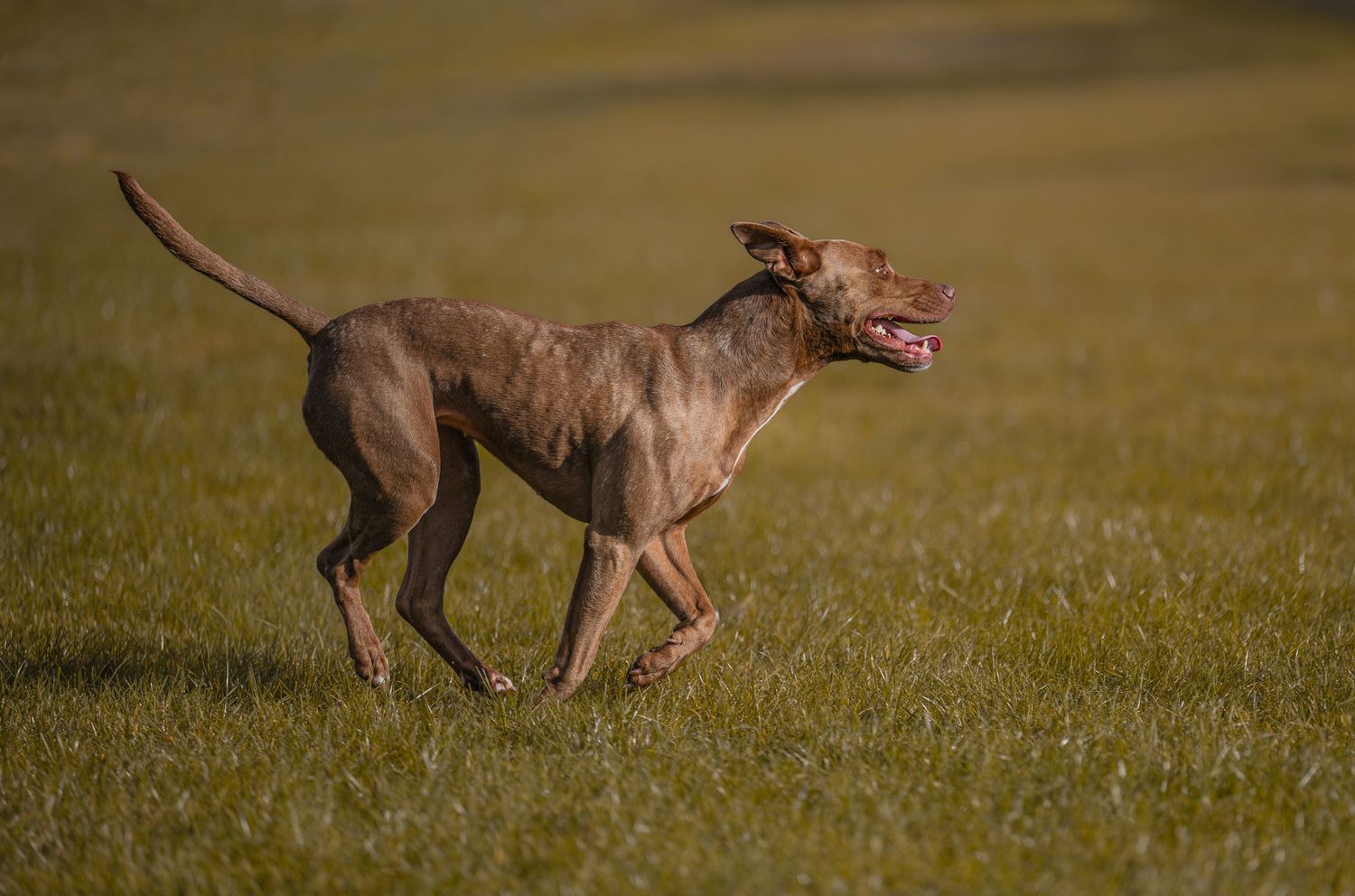 rescue dog, running free,  Hawke's Bay New Zealand